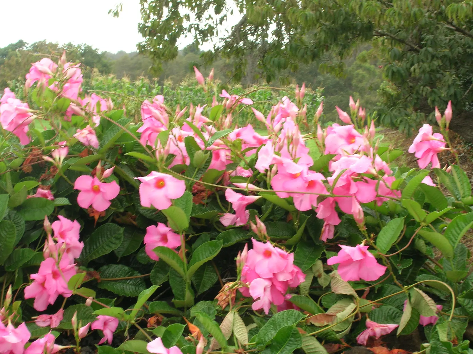 Alice Du Pont Mandevilla (Mandevilla 'Alice Du Pont') — Preferring full sun to partial shade
