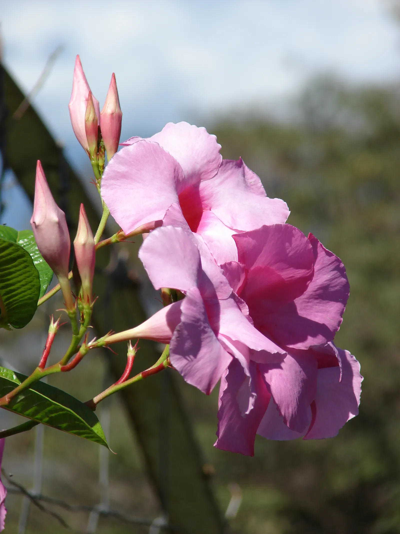 Alice Du Pont Mandevilla (Mandevilla 'Alice Du Pont') — reaching a mature length of 10 to 20 feet with support