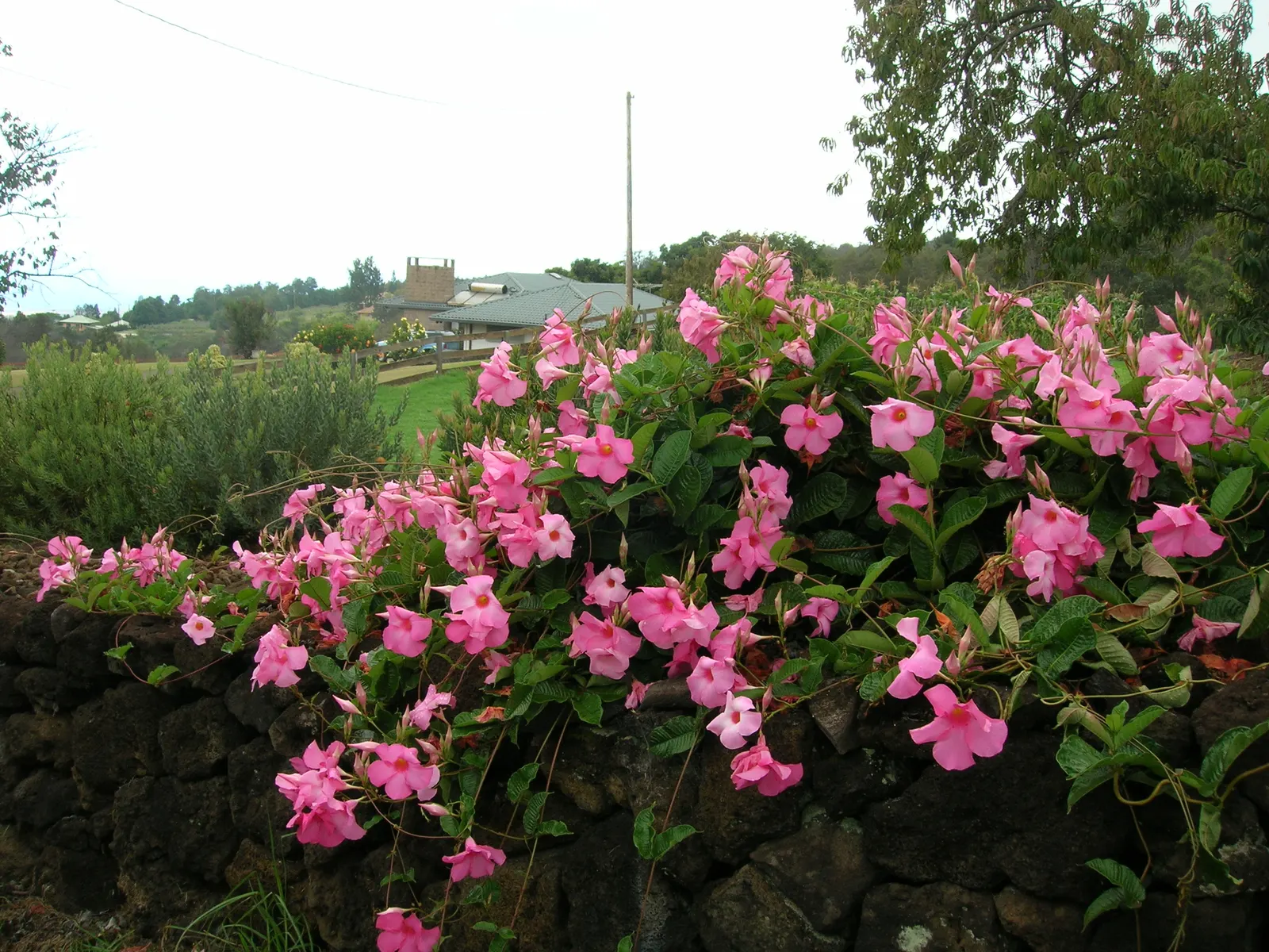 Alice Du Pont Mandevilla (Mandevilla 'Alice Du Pont') — it thrives in well-draining soil and temperatures above 50&deg;F