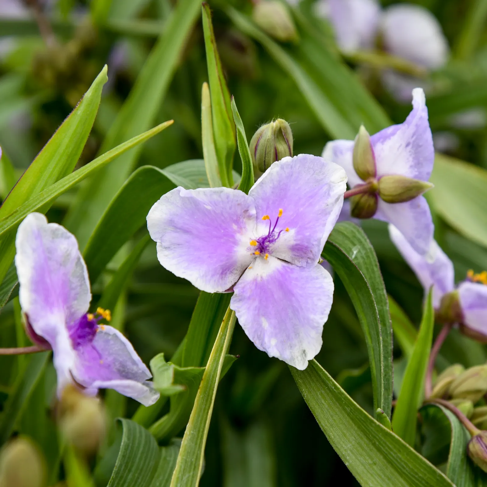 'Webmaster' Spiderwort (Tradescantia hybrid) — warm purple flowers edged in soft lilac from spring into summer