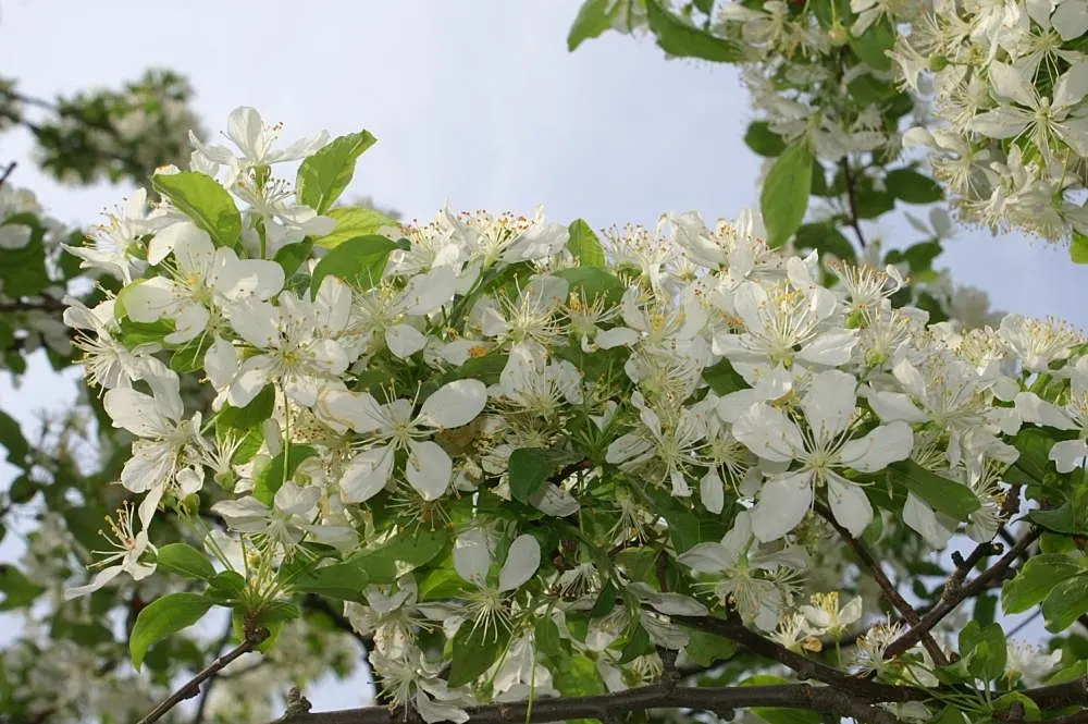 Red Jewel Crabapple (Malus 'Red Jewel') — the Red Jewel Crabapple is adorned with striking