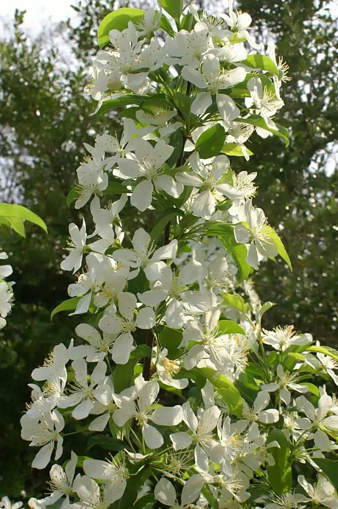 Red Jewel Crabapple (Malus 'Red Jewel') — This floral display is not only a feast for the eyes but also a beacon for pollinators