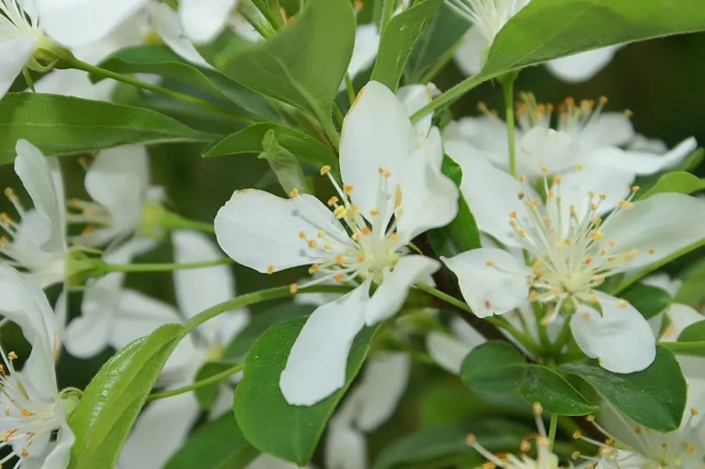 Red Jewel Crabapple (Malus 'Red Jewel') — Hardy in USDA zones 4-8, this crabapple offers year-round interest with minimal maintenance