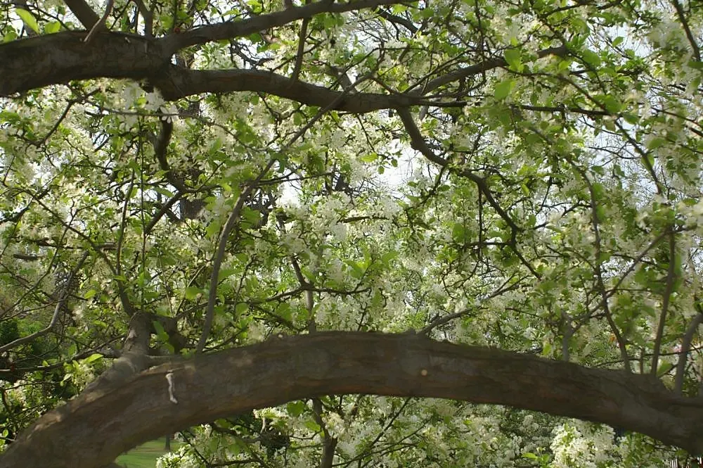 Red Jewel Crabapple (Malus 'Red Jewel') — ushering in a visually stunning kickoff to the growing season