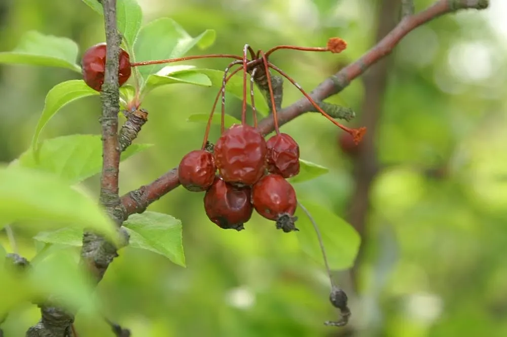 Red Jewel Crabapple (Malus 'Red Jewel') — Ideal for attracting wildlife, it reaches a height and spread of 15-18 feet