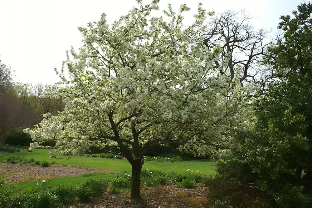 Red Jewel Crabapple (Malus 'Red Jewel') — These radiant crabapples persist through winter