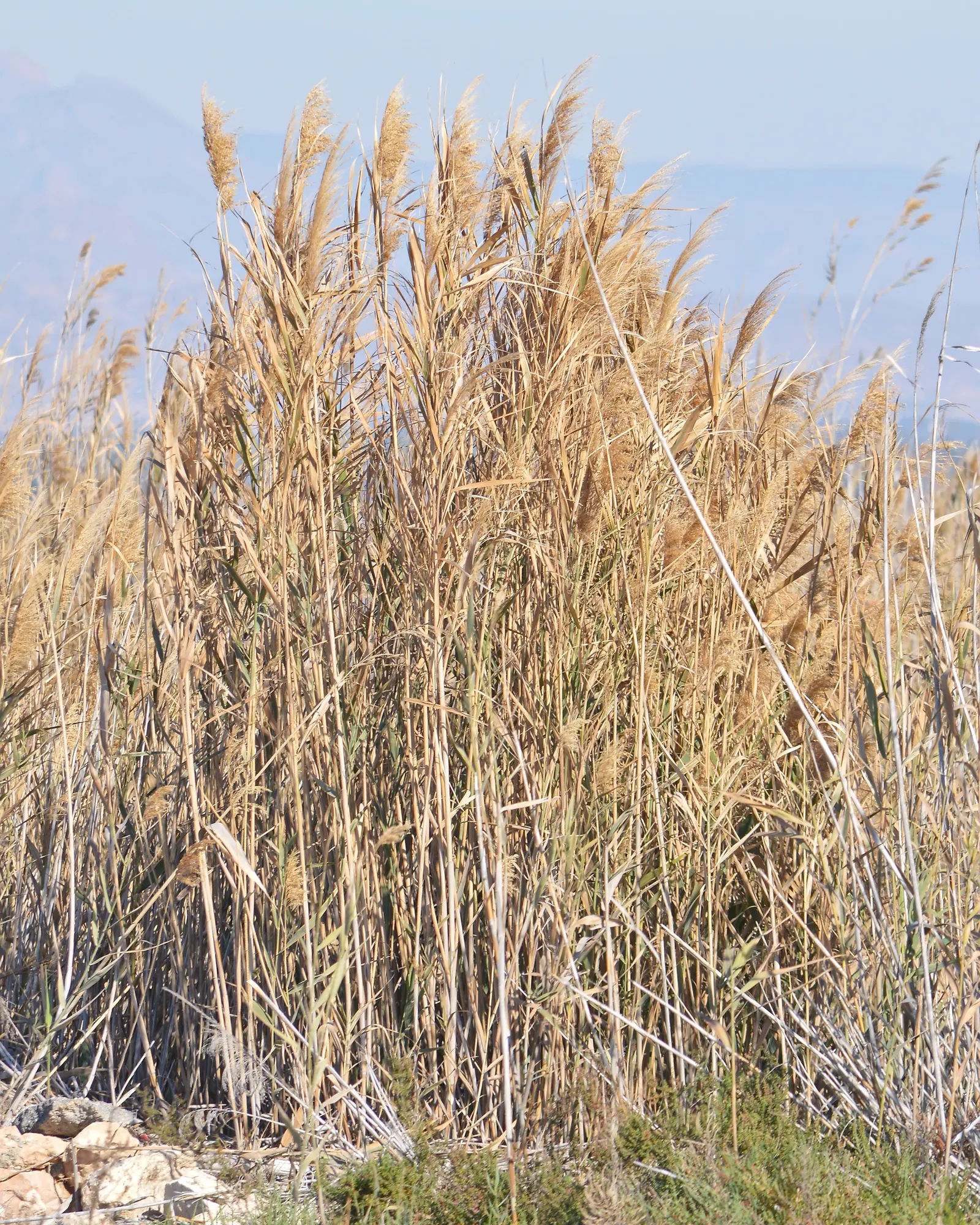 Giant Reed, Arundo Reed (Arundo Donax) — The Giant Reed, or Arundo donax, is a robust, perennial grass that commands attention in any landscape, image 57