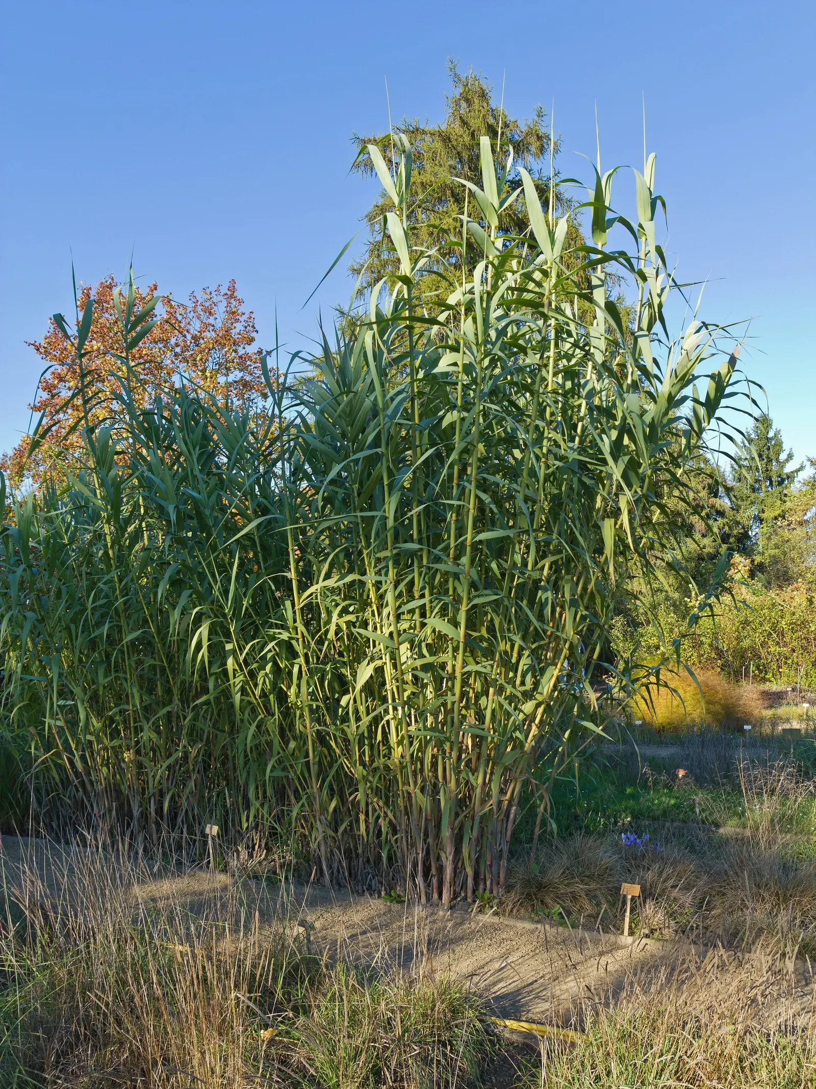 Giant Reed, Arundo Reed (Arundo Donax) — It forms dense stands with cane-like stems of 0.75 to 1 inch in diameter