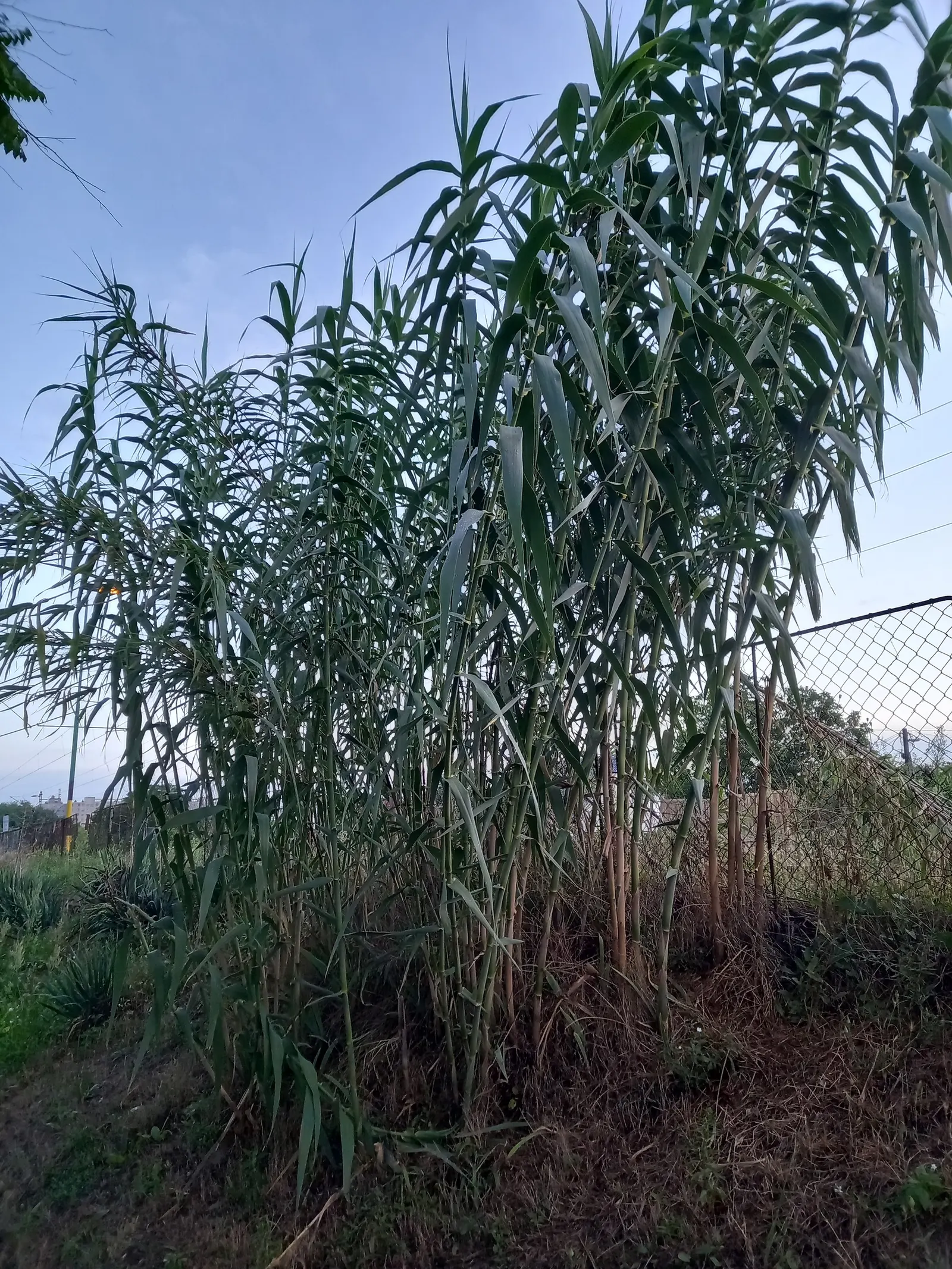Giant Reed, Arundo Reed (Arundo Donax) — lanceolate leaves up to 24 inches long; its rapid growth and vigorous root system enable this species to outcompete