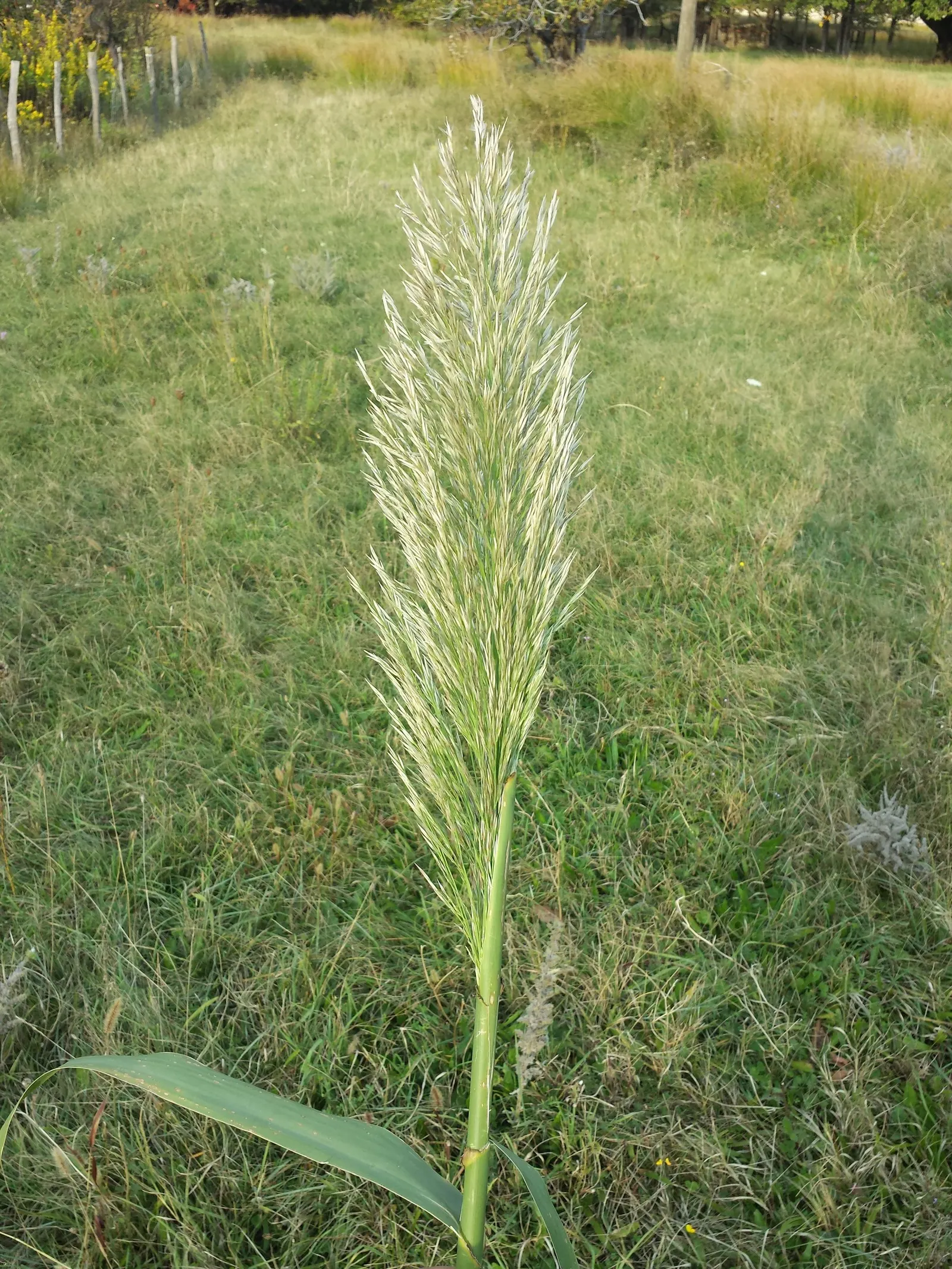 Giant Reed, Arundo Reed (Arundo Donax) — Its rapid growth and vigorous root system enable this species to outcompete local flora
