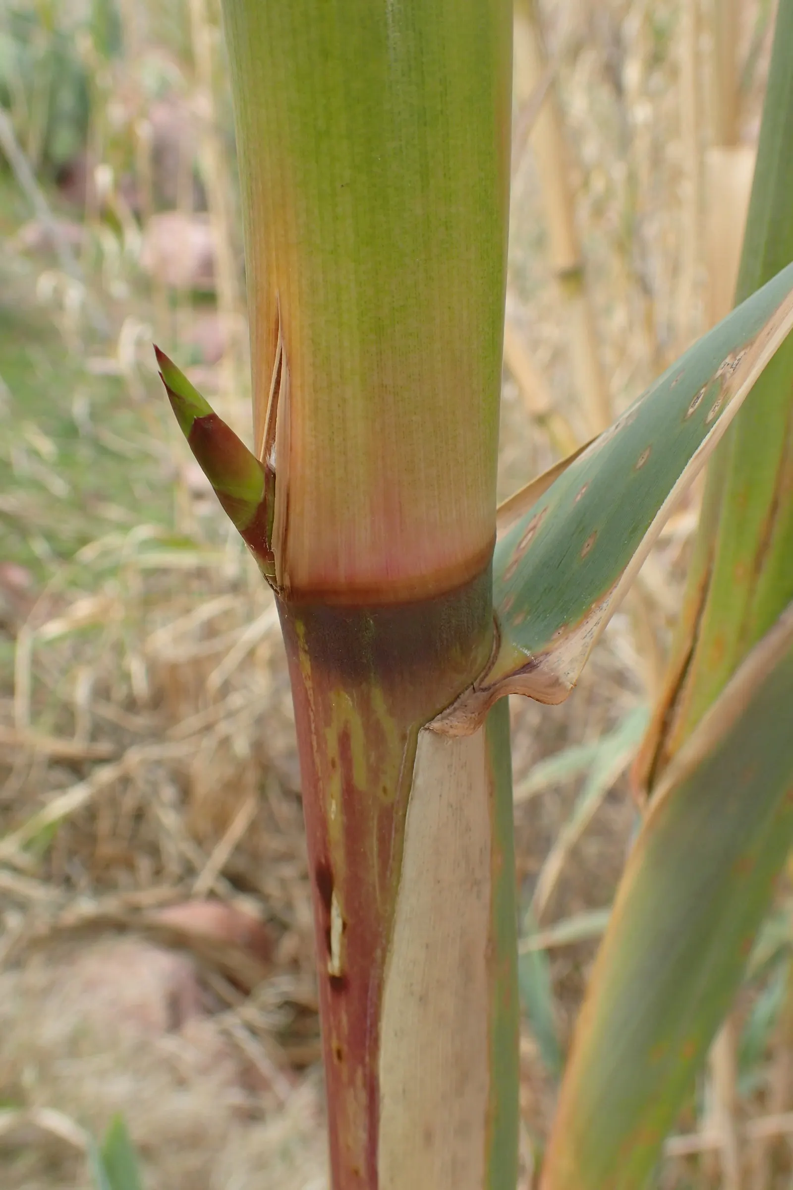 Giant Reed, Arundo Reed (Arundo Donax) — Arundo donax, commonly called Giant Reed, is a fast-growing perennial reaching up to 20 feet in height, image 51