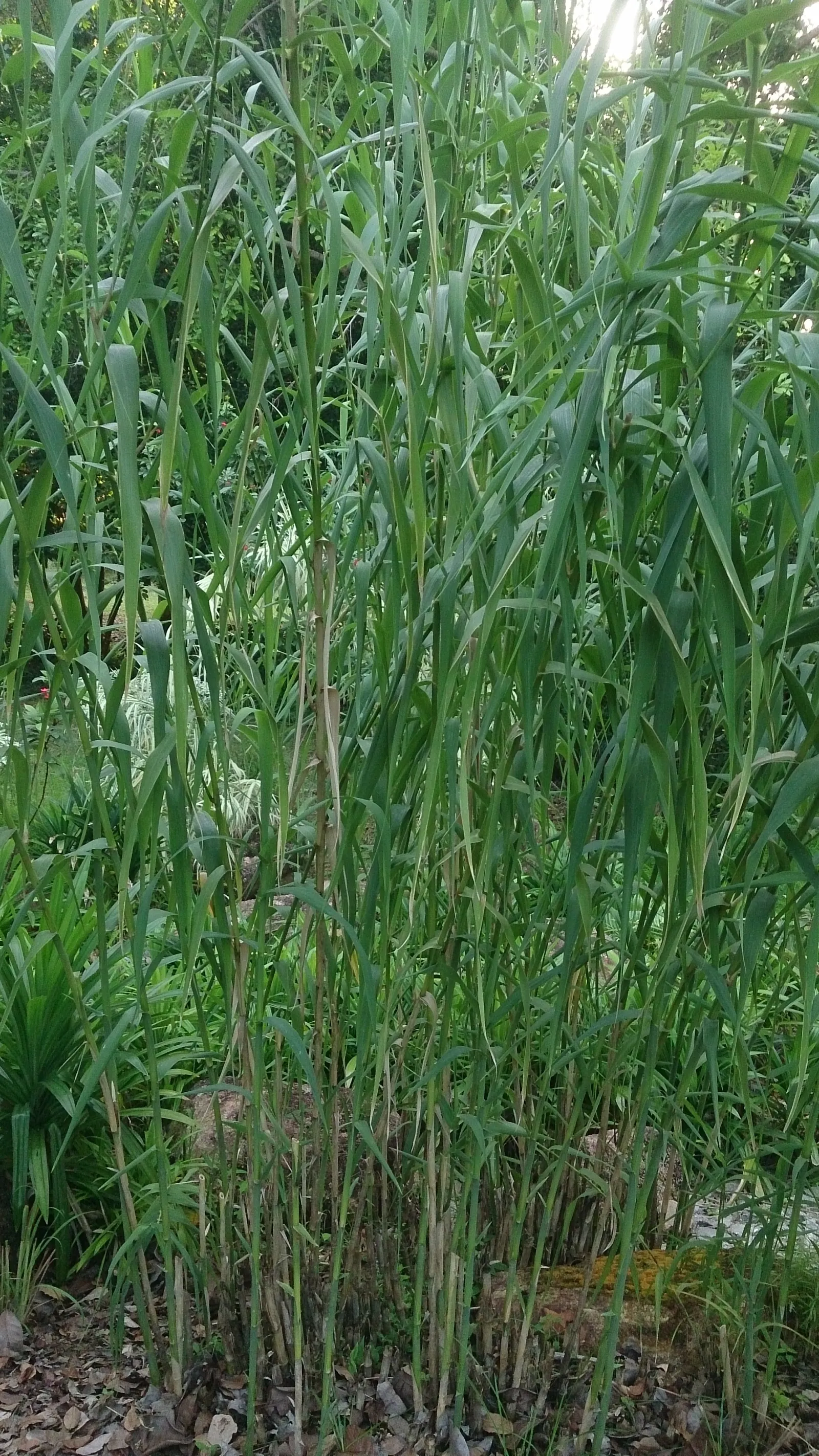 Giant Reed, Arundo Reed (Arundo Donax) — Its rapid growth and vigorous root system enable this species to outcompete local flora; white flowers in the garden