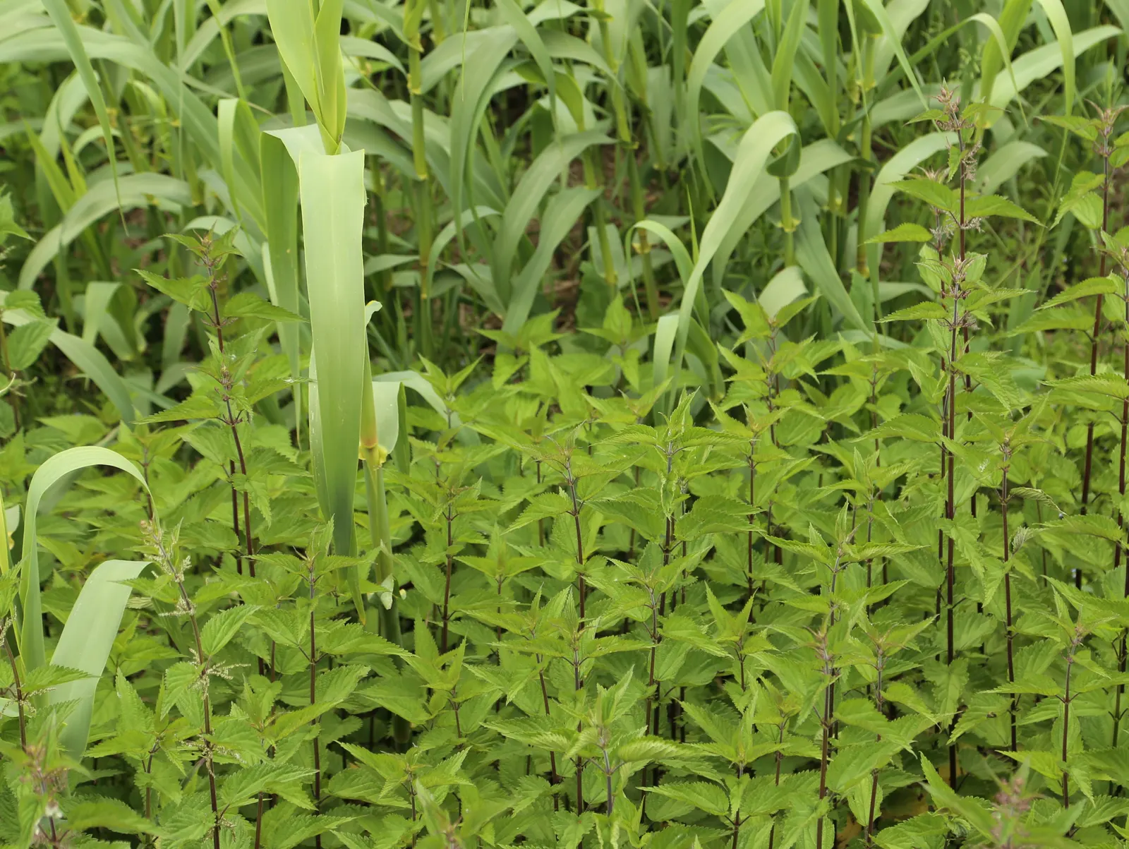 Giant Reed, Arundo Reed (Arundo Donax) — lanceolate leaves that can grow up to 2 feet long and about 2 to 3 inches wide; full sun exposure is key, image 60