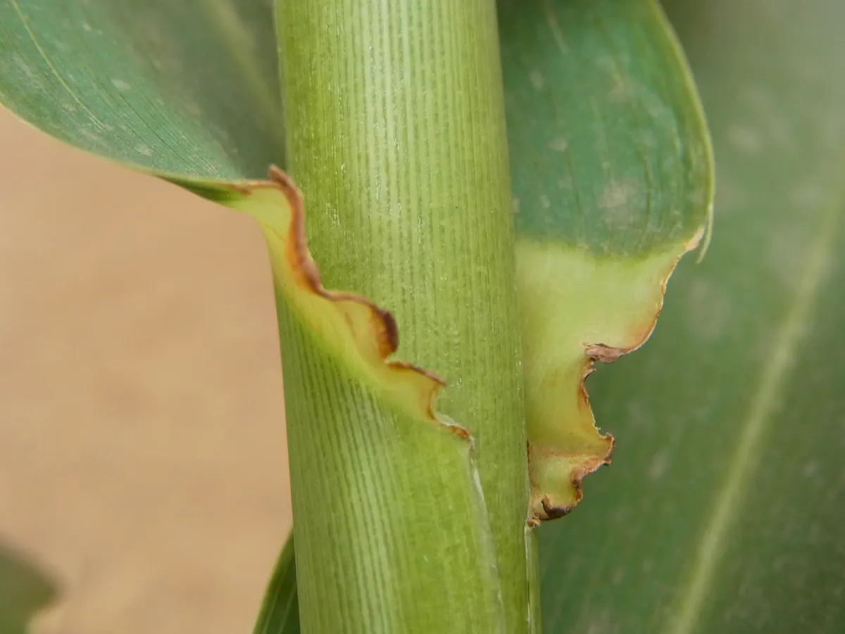 Giant Reed, Arundo Reed (Arundo Donax) — ornamental touch.<br><br>Adaptable to a range of soil types; with its towering presence and lush foliage, image 64