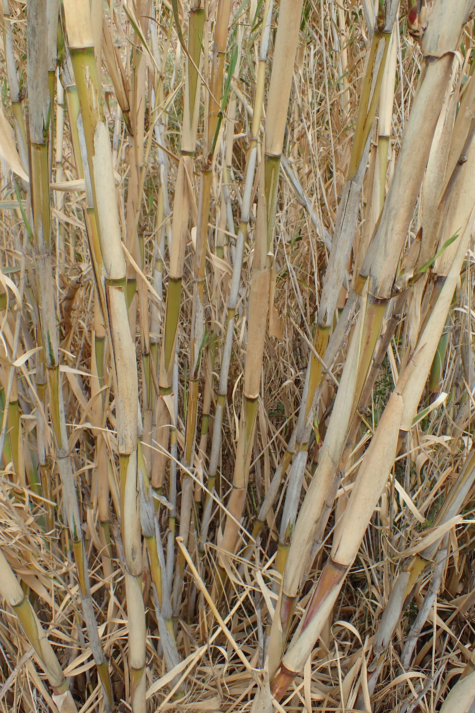 Giant Reed, Arundo Reed (Arundo Donax) — Arundo donax provides a Mediterranean or tropical ambiance; or as a dramatic backdrop for water features, image 71