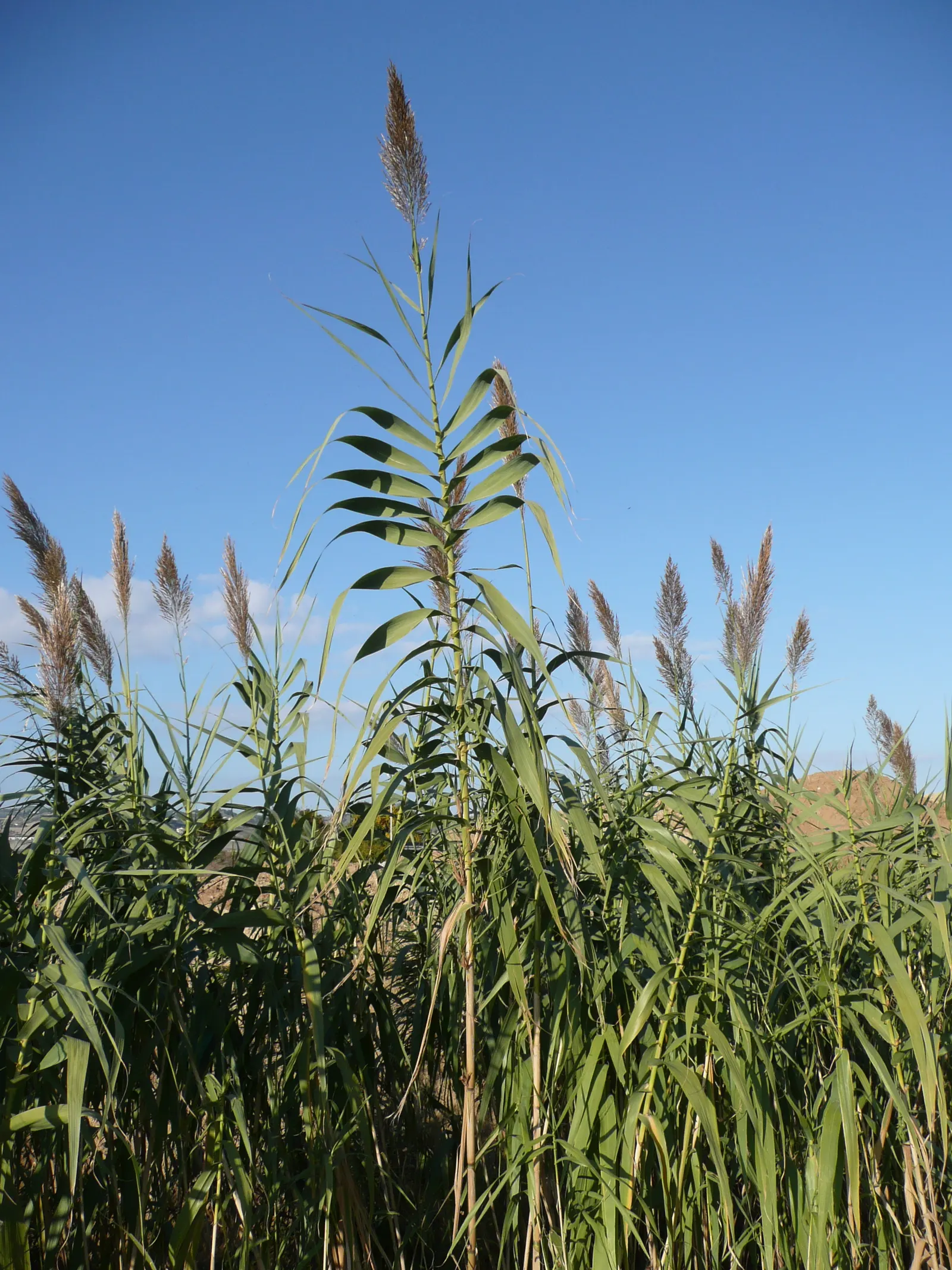 Giant Reed, Arundo Reed (Arundo Donax) — In late summer to early fall