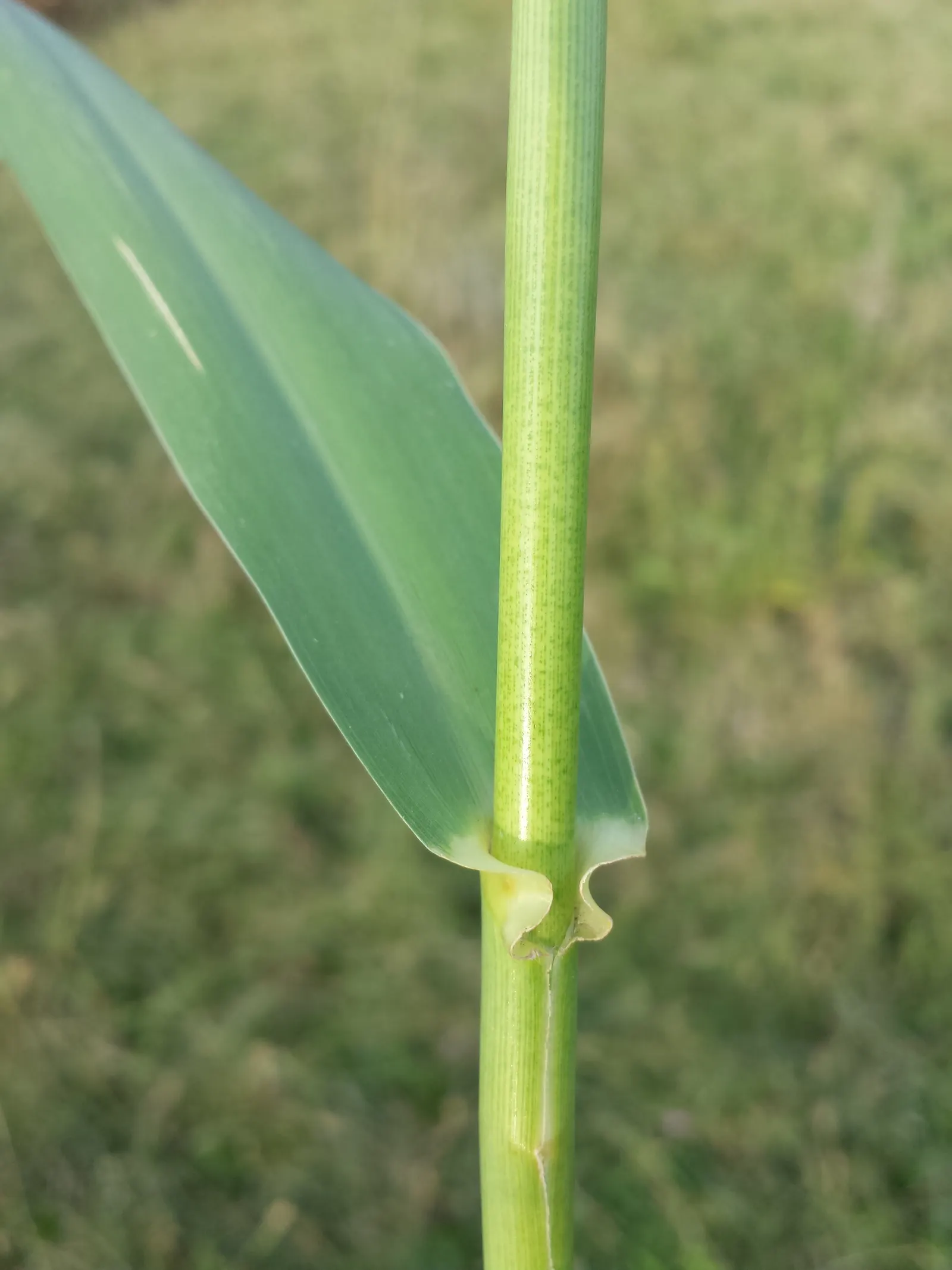 Giant Reed, Arundo Reed (Arundo Donax) — capable of withstanding brief periods of drought once established; it's characterized by deep green, image 66
