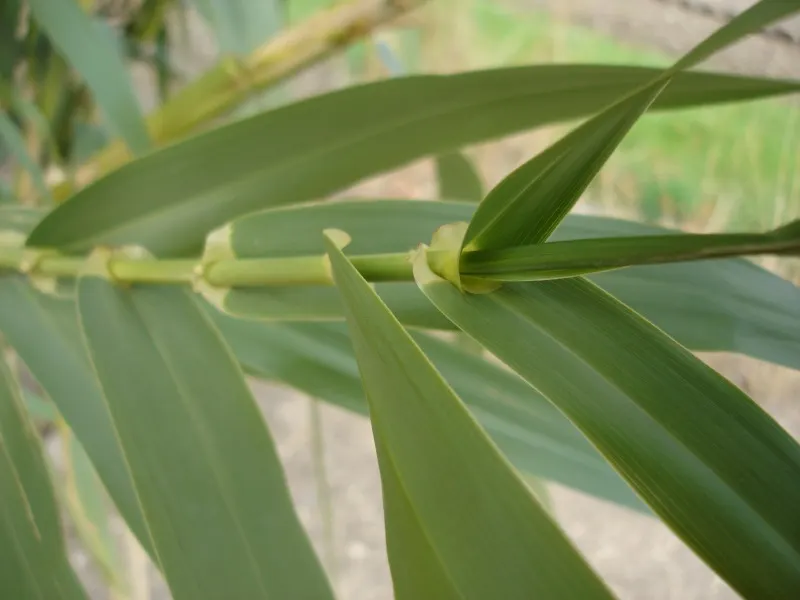 Giant Reed, Arundo Reed (Arundo Donax) — well-drained loams but maintains a hardy disposition