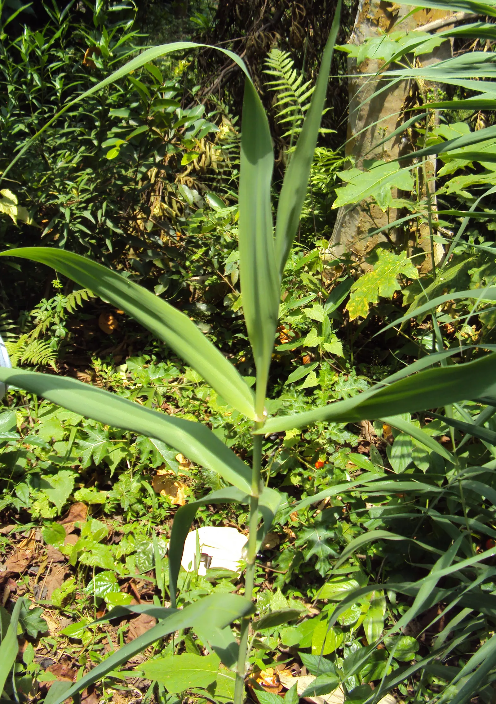 Giant Reed, Arundo Reed (Arundo Donax) — With its towering presence and lush foliage; silver-green plumes develop