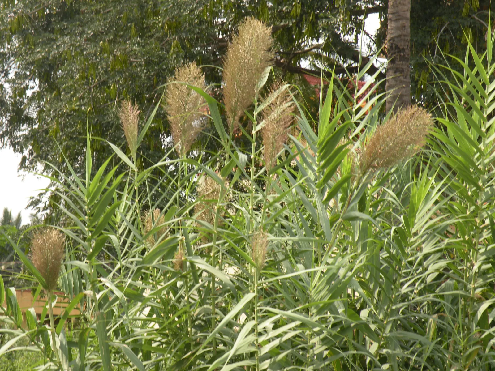 Giant Reed, Arundo Reed (Arundo Donax) — or as a dramatic backdrop for water features