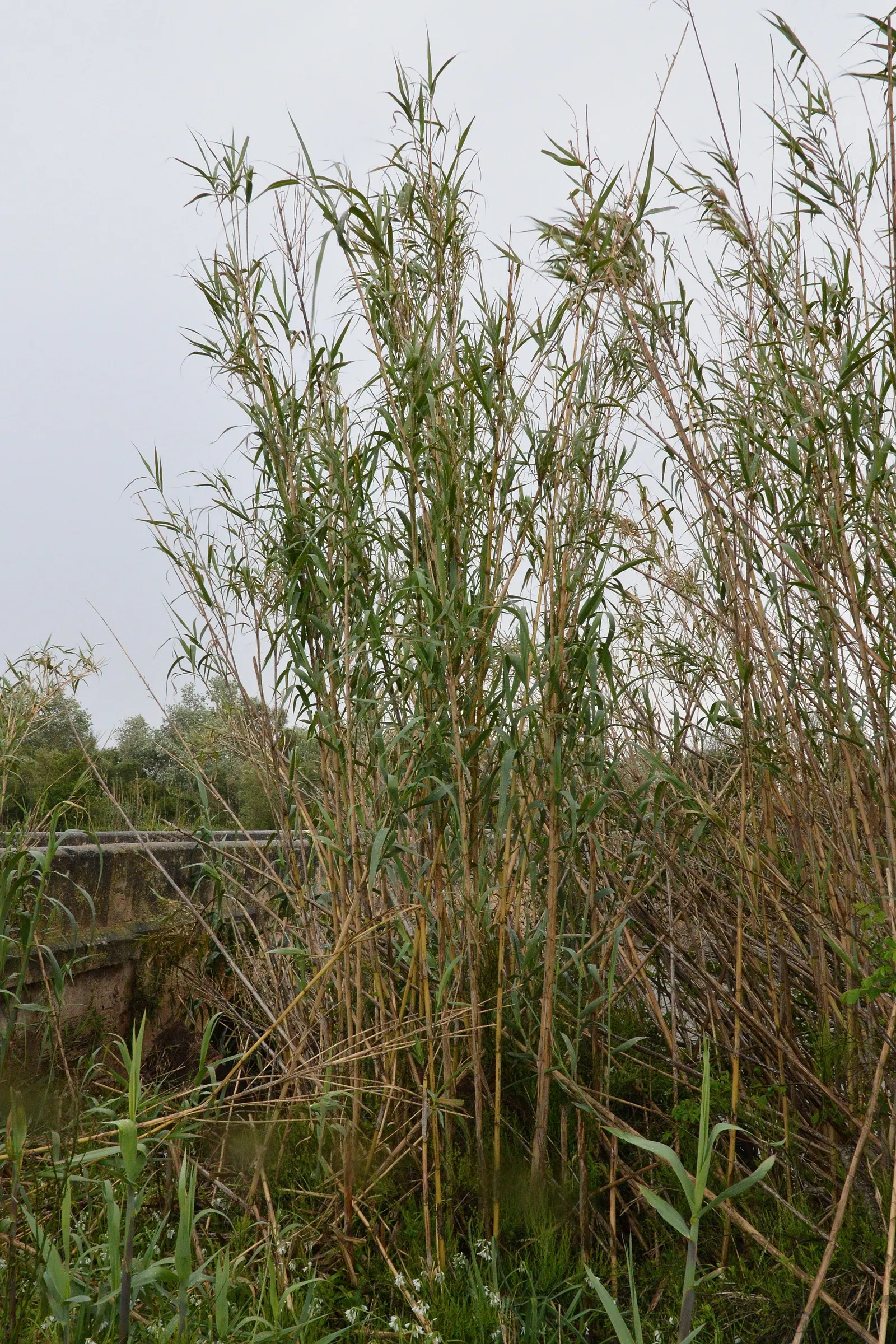 Giant Reed, Arundo Reed (Arundo Donax) — grass with white blooms; well-drained loams but maintains a hardy disposition