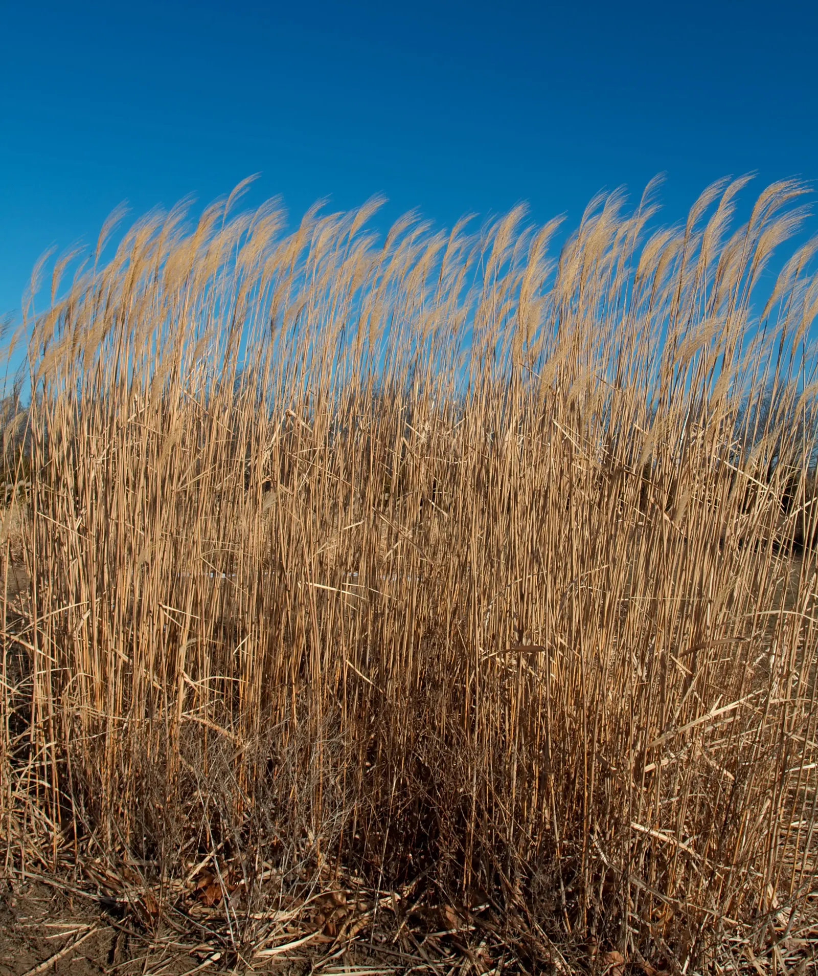Giant Reed, Arundo Reed (Arundo Donax) — lanceolate leaves up to 24 inches long; its rapid growth and vigorous root system enable this species to, image 53