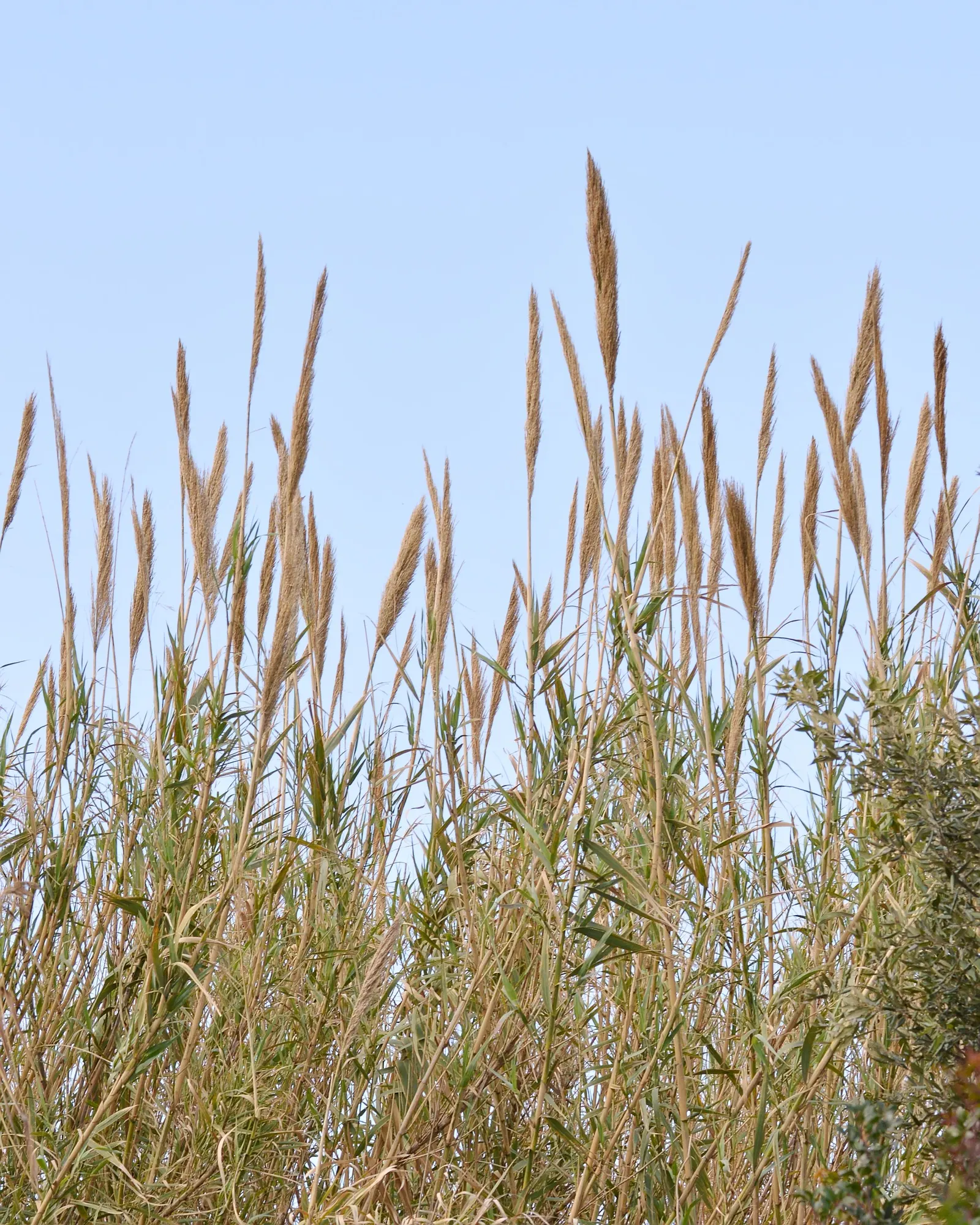 Giant Reed, Arundo Reed (Arundo Donax) — potentially reaching over 1 foot in length, image 63