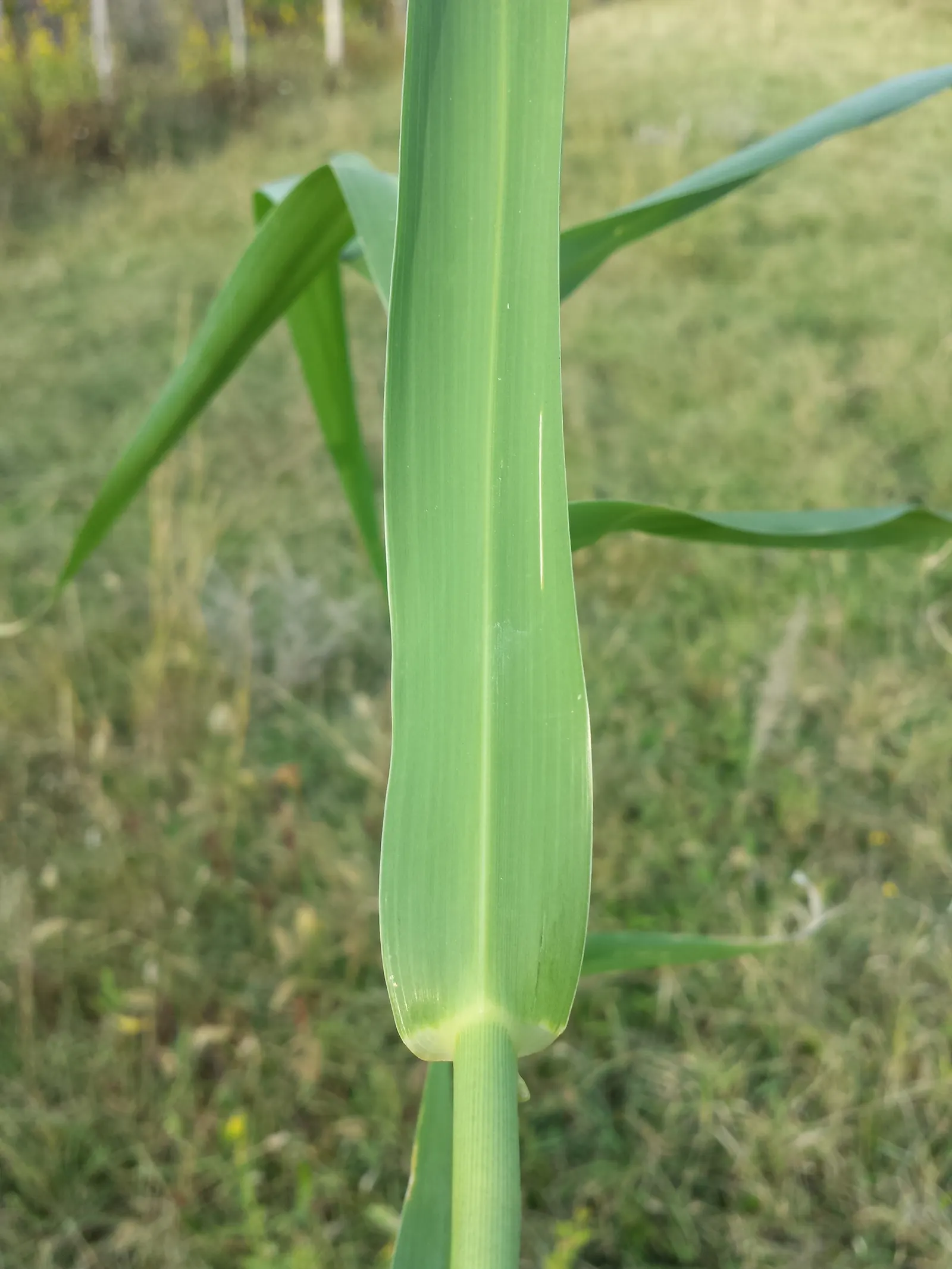Giant Reed, Arundo Reed (Arundo Donax) — grass with white blooms