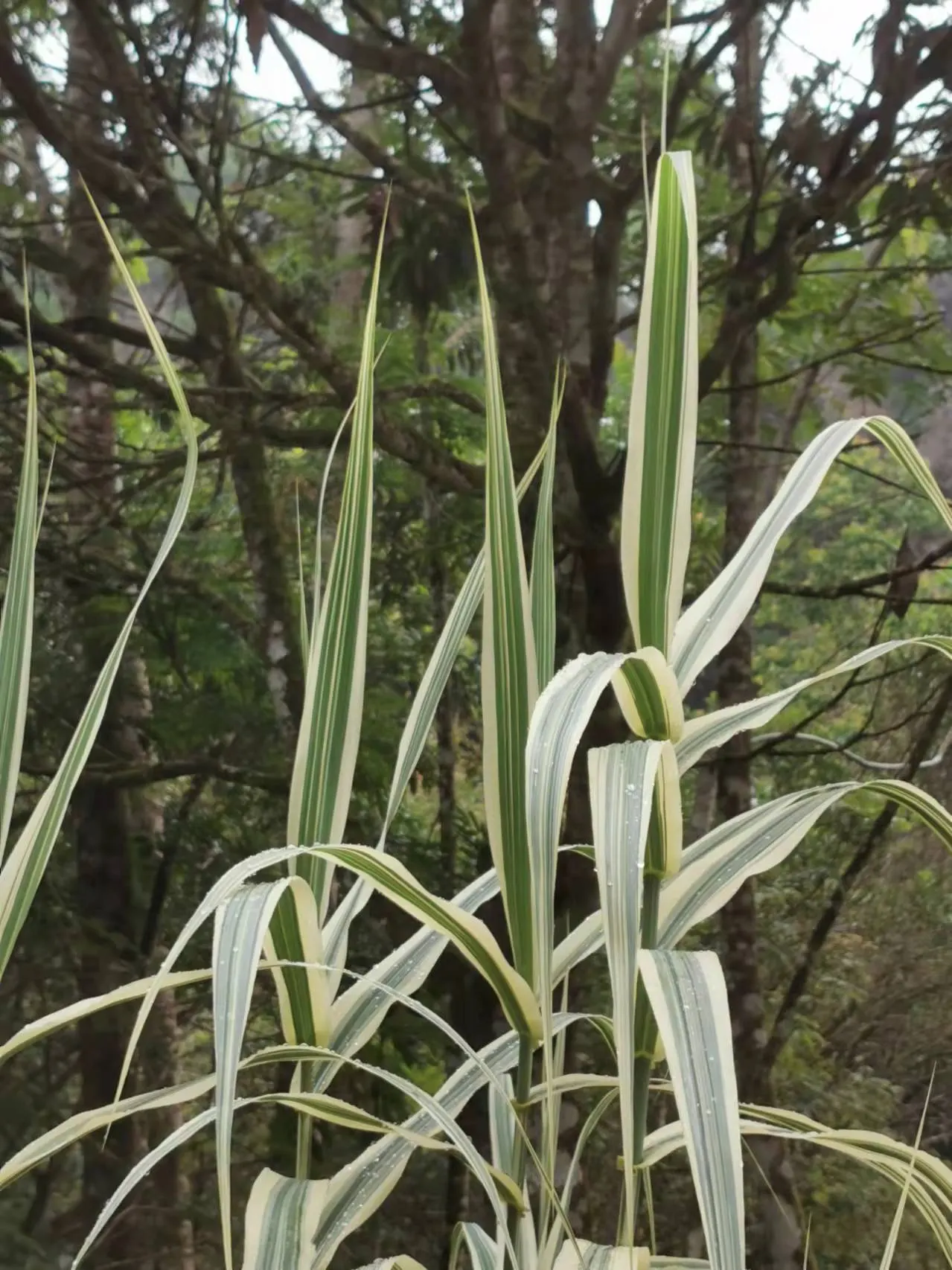 Giant Reed, Arundo Reed (Arundo Donax) — lanceolate leaves that can grow up to 2 feet long and about 2 to 3 inches wide