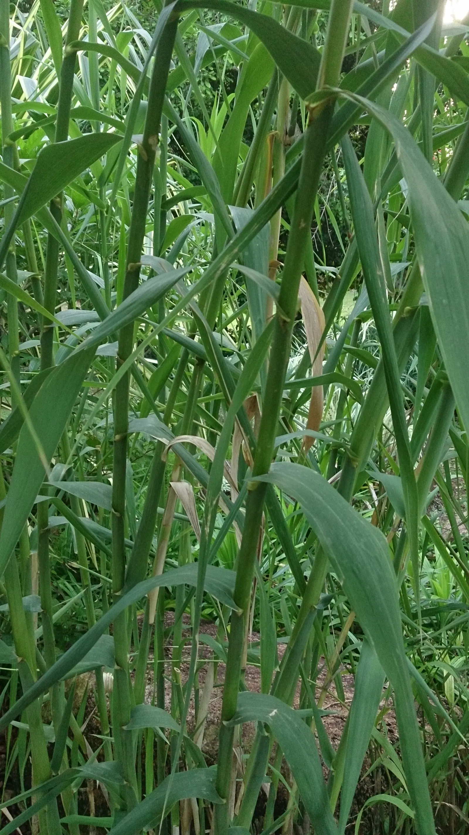 Giant Reed, Arundo Reed (Arundo Donax) — potentially reaching over 1 foot in length, image 38
