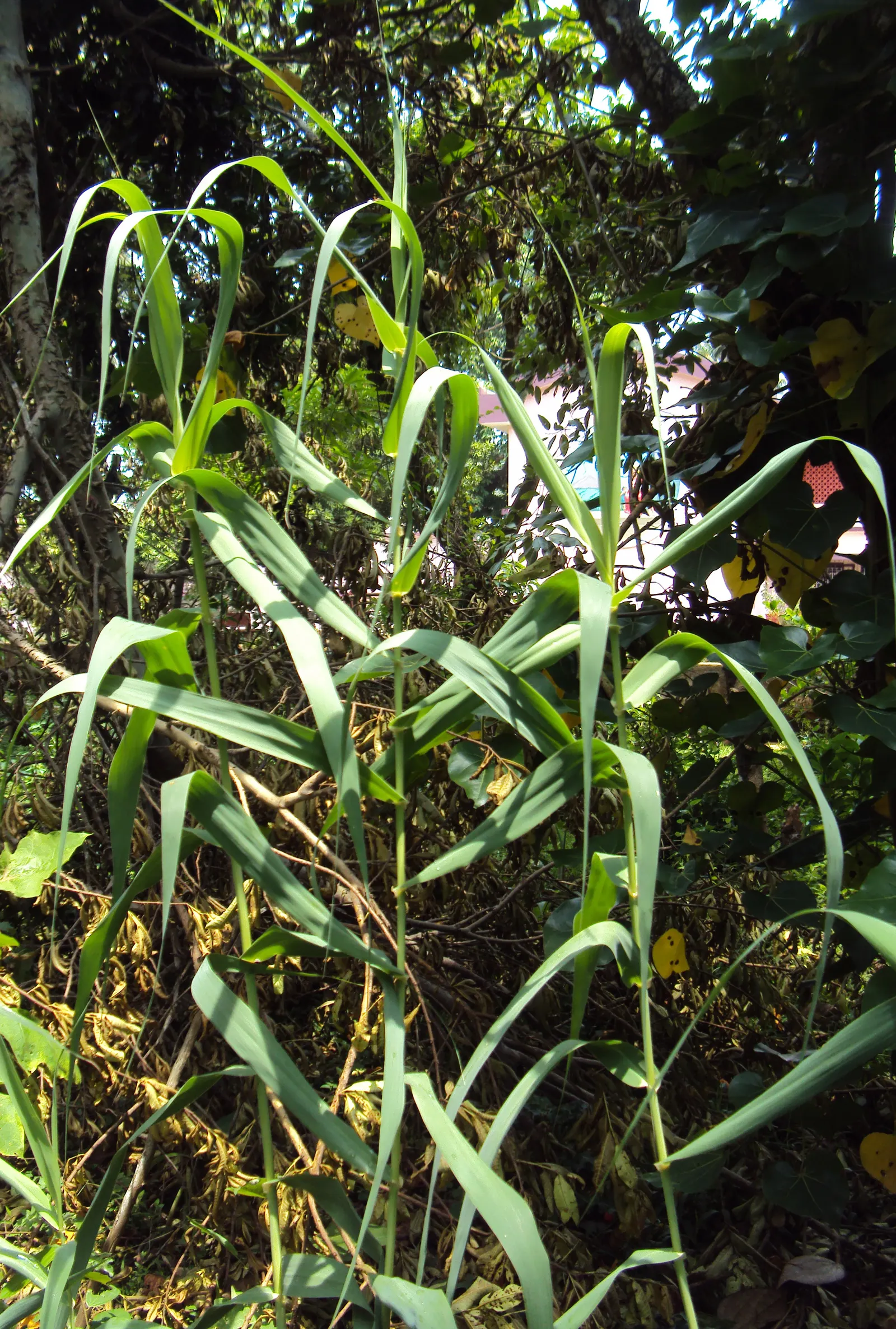 Giant Reed, Arundo Reed (Arundo Donax) — The Giant Reed, or Arundo donax, is a robust, perennial grass that commands attention in any landscape design