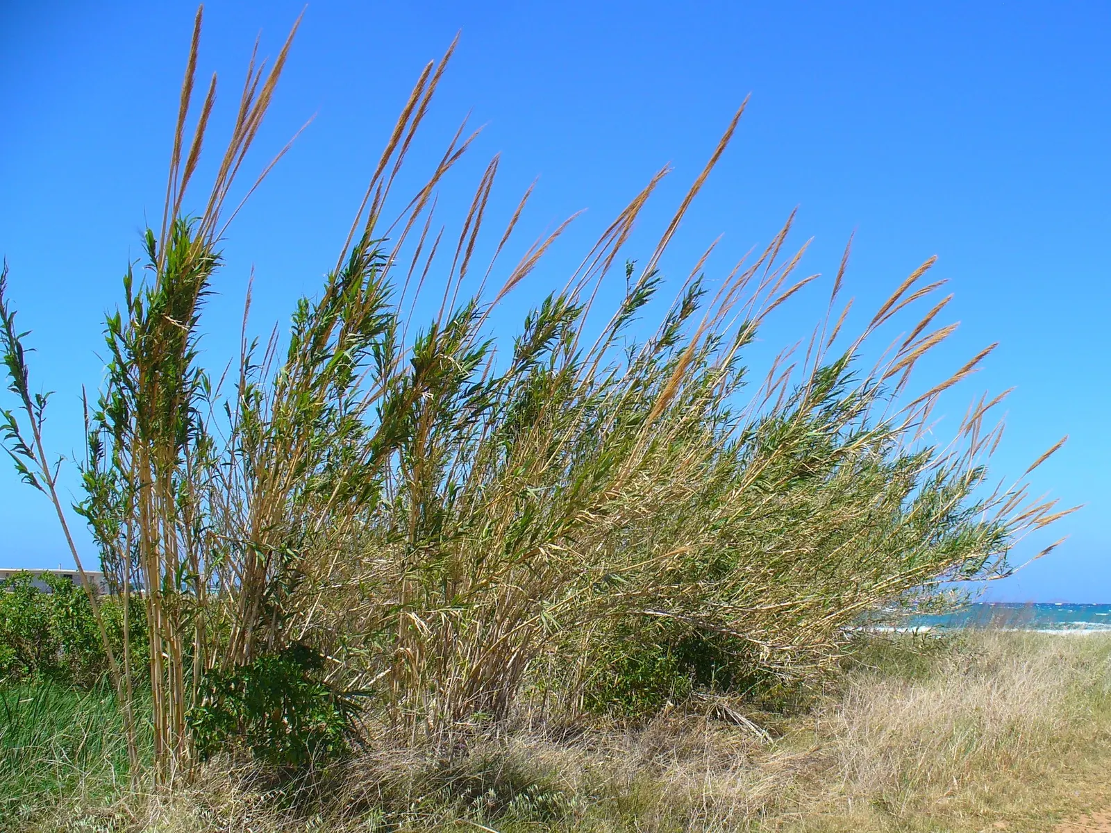 Giant Reed, Arundo Reed (Arundo Donax) — Known for its tall stature, this species can soar impressively to heights between 20 to 30 feet, image 58