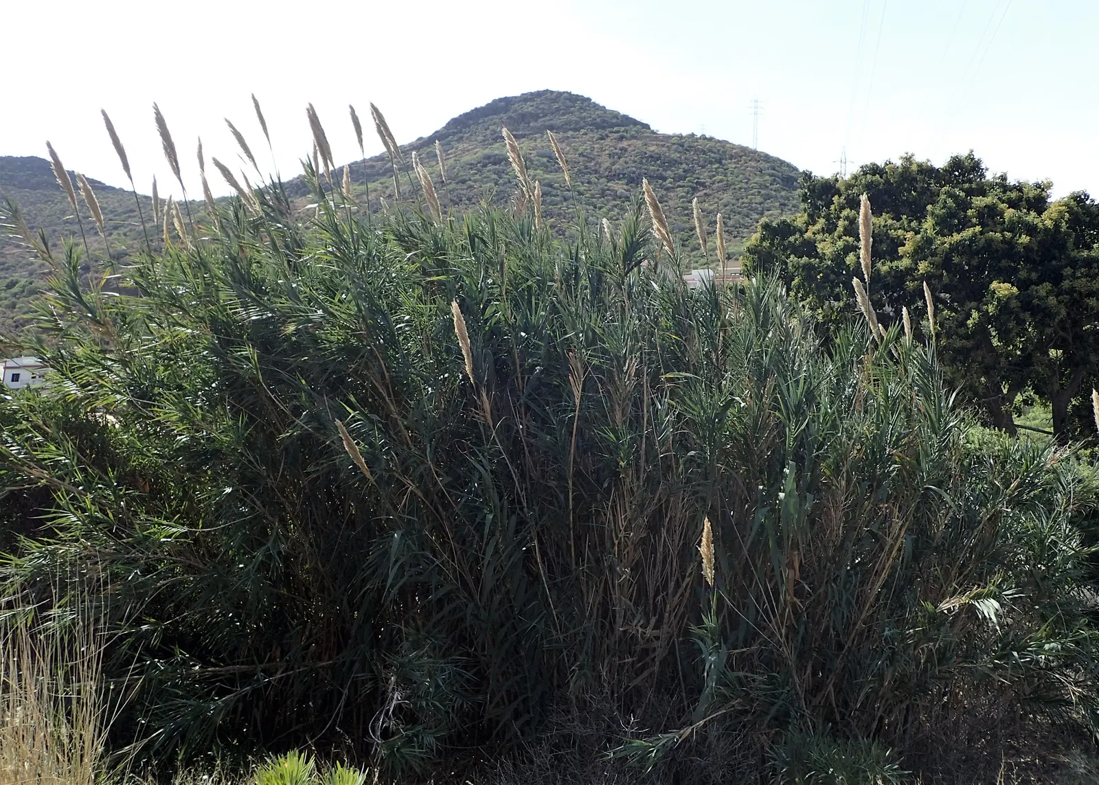 Giant Reed, Arundo Reed (Arundo Donax) — silver-green plumes develop; note its invasive potential and consider responsible management practices, image 62
