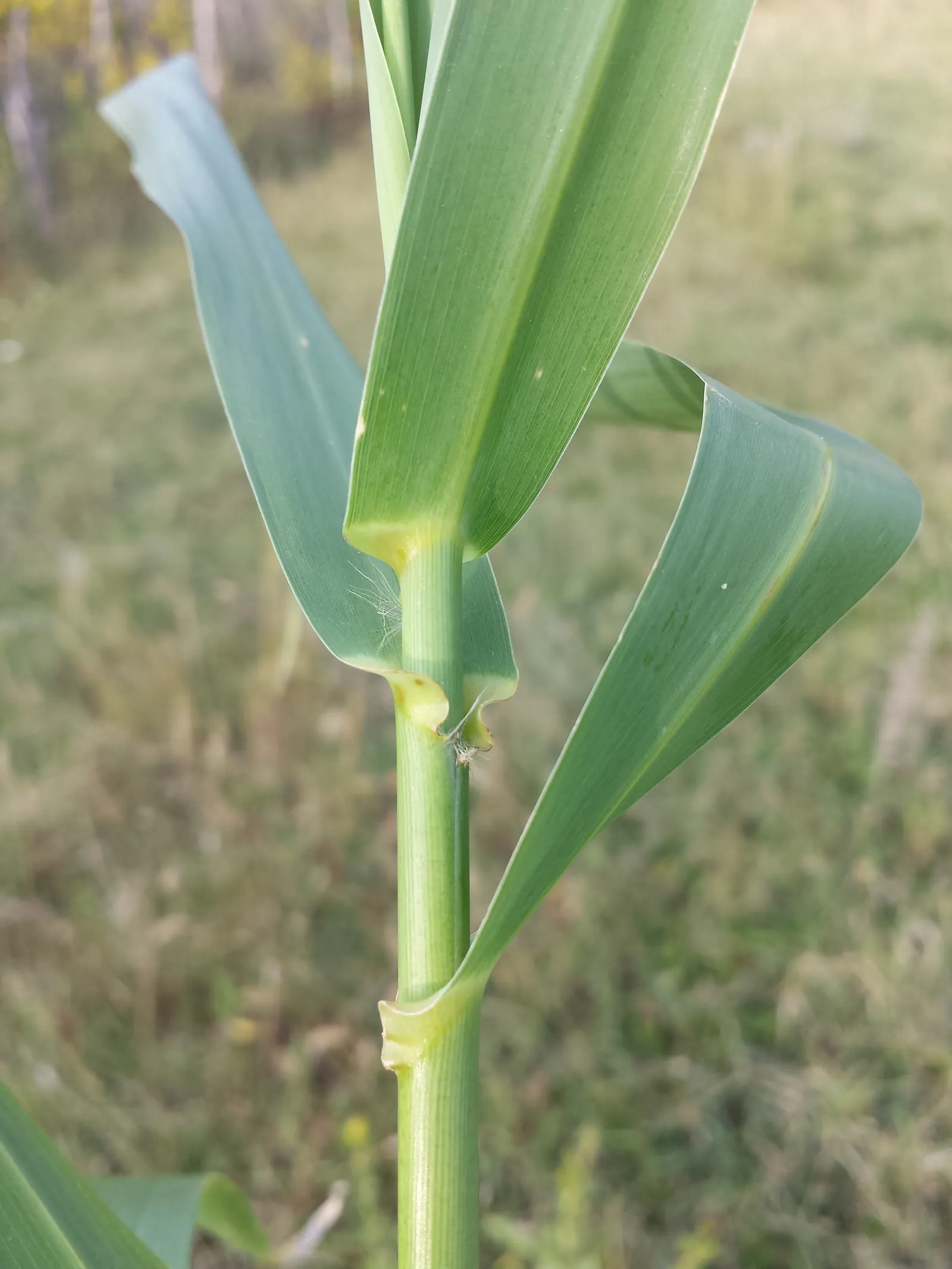 Giant Reed, Arundo Reed (Arundo Donax) — In late summer to early fall; grass with white blooms, image 61