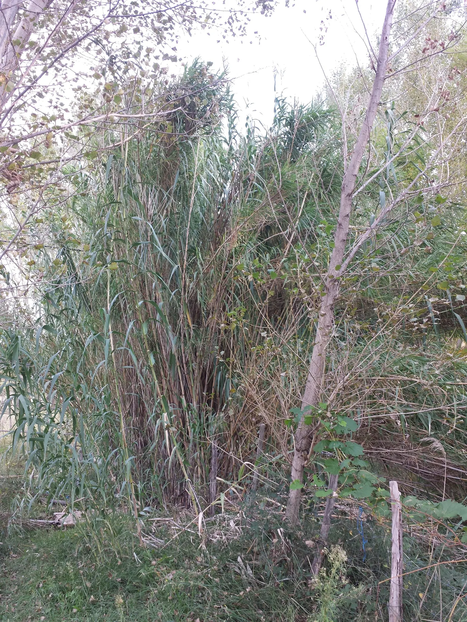 Giant Reed, Arundo Reed (Arundo Donax) — well-drained loams but maintains a hardy disposition; it forms dense stands with cane-like stems of 0.75 to 1 inch in
