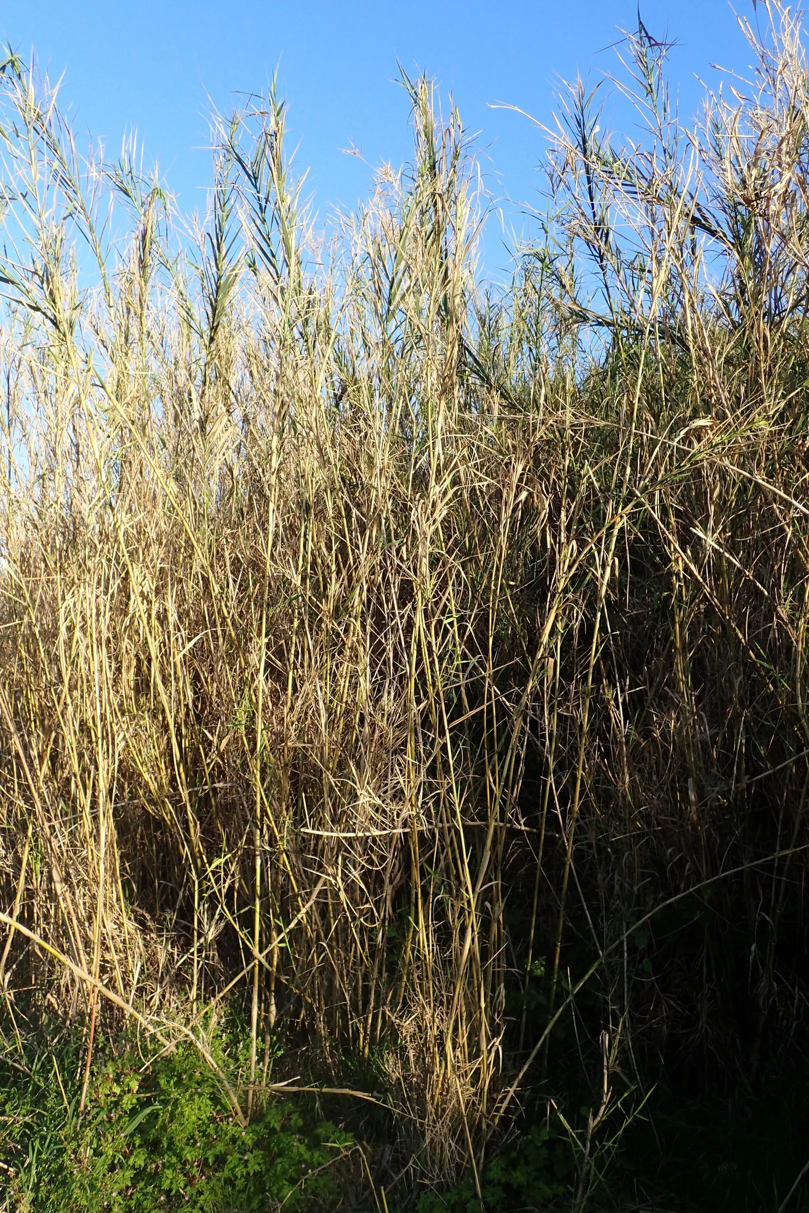 Giant Reed, Arundo Reed (Arundo Donax) — Its rapid growth and vigorous root system enable this species to outcompete local flora; white flowers in, image 68