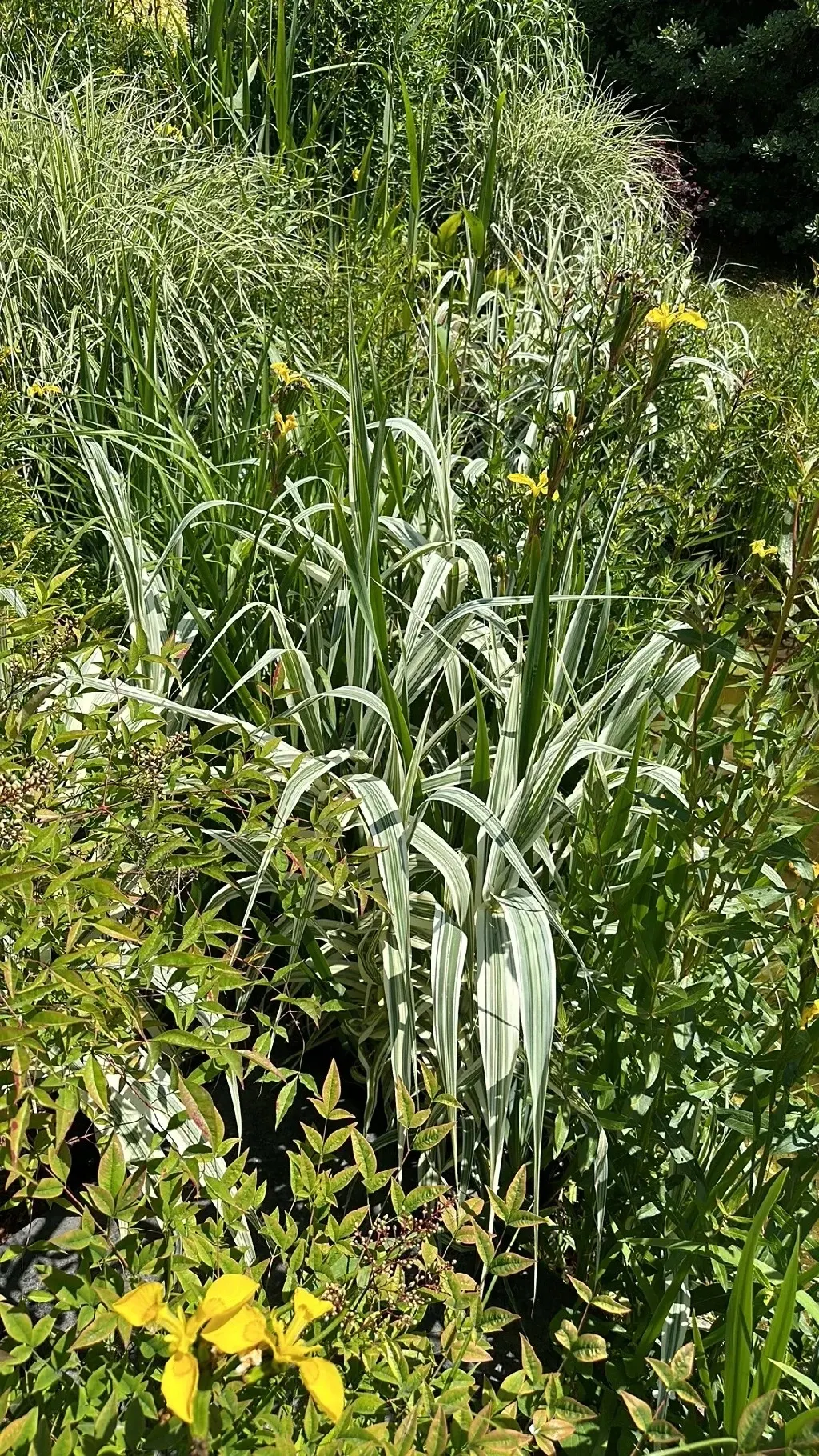 Giant Reed, Arundo Reed (Arundo Donax) — With its towering presence and lush foliage; silver-green plumes develop, image 70