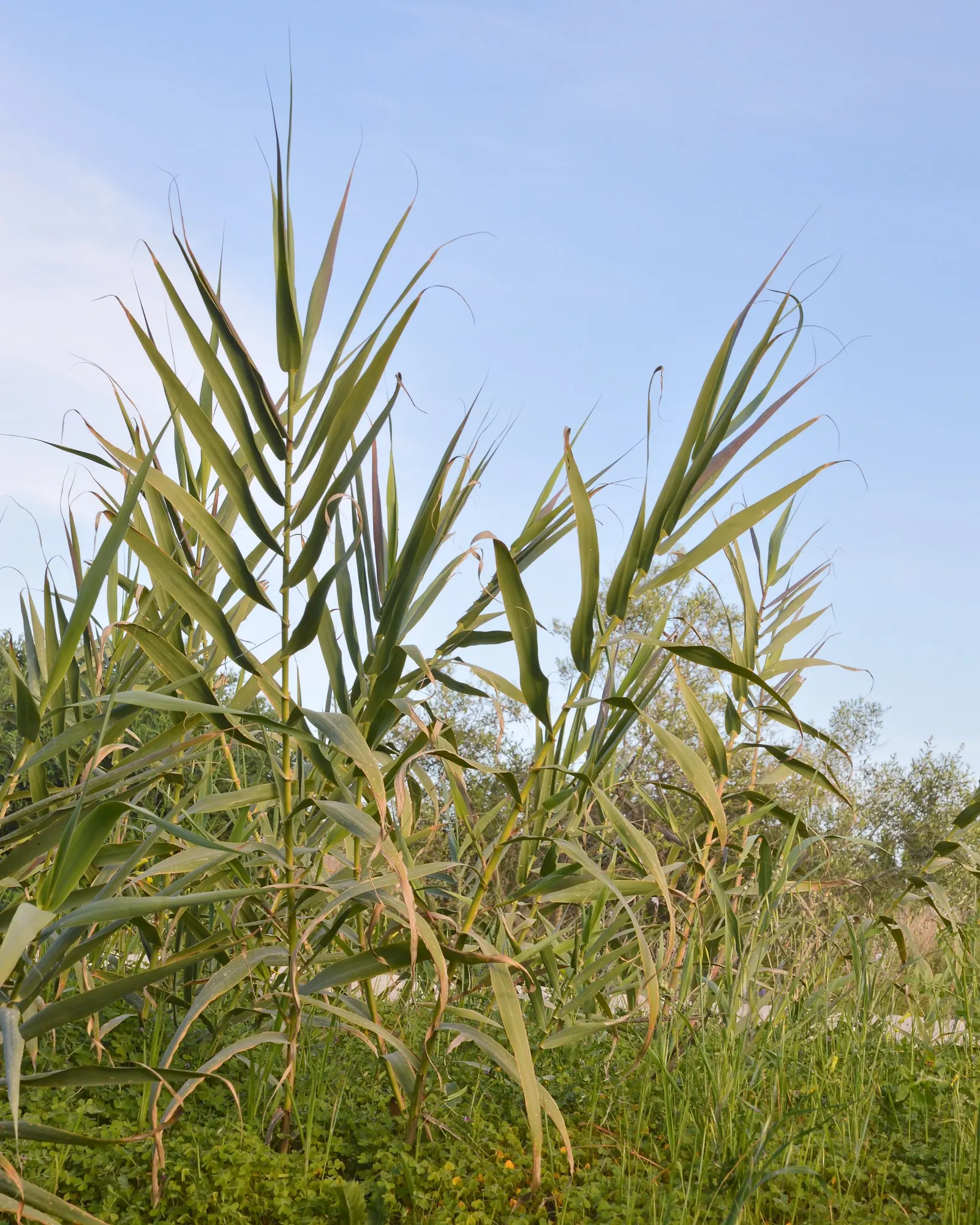 Giant Reed, Arundo Reed (Arundo Donax) — grass for full or half; effortlessly becoming a focal point in spacious gardens and larger landscape, image 75