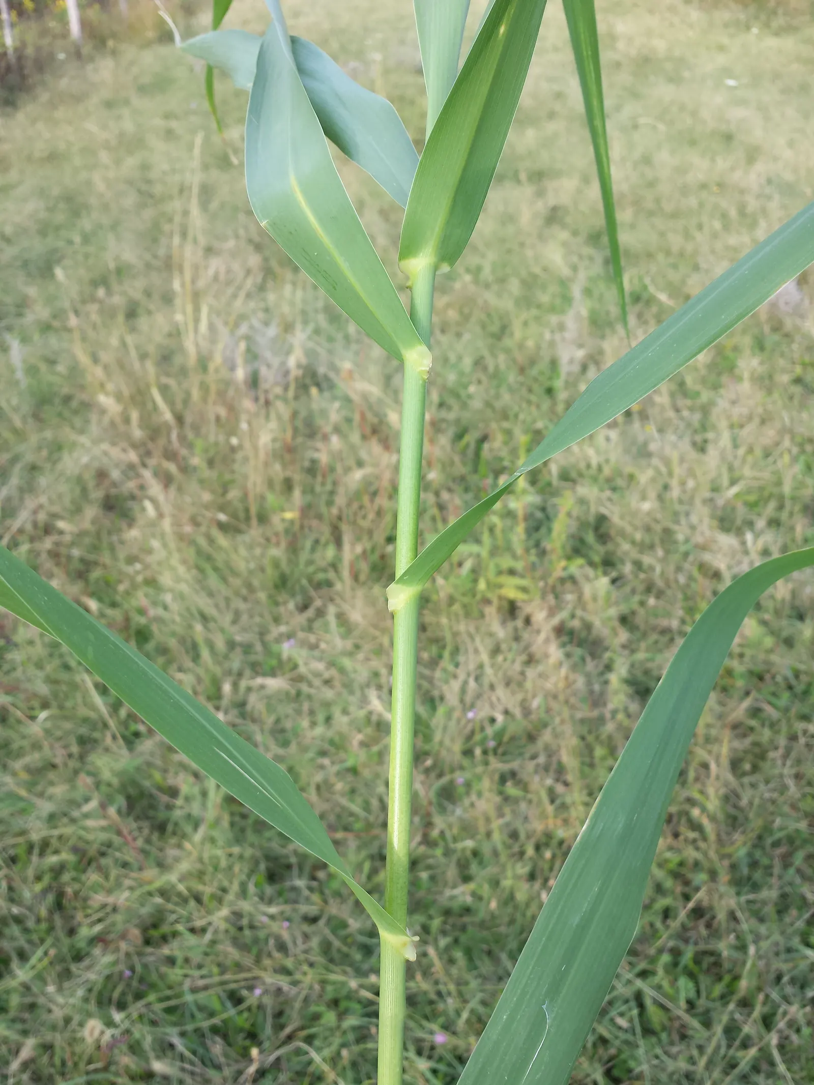 Giant Reed, Arundo Reed (Arundo Donax) — ornamental touch.<br><br>Adaptable to a range of soil types