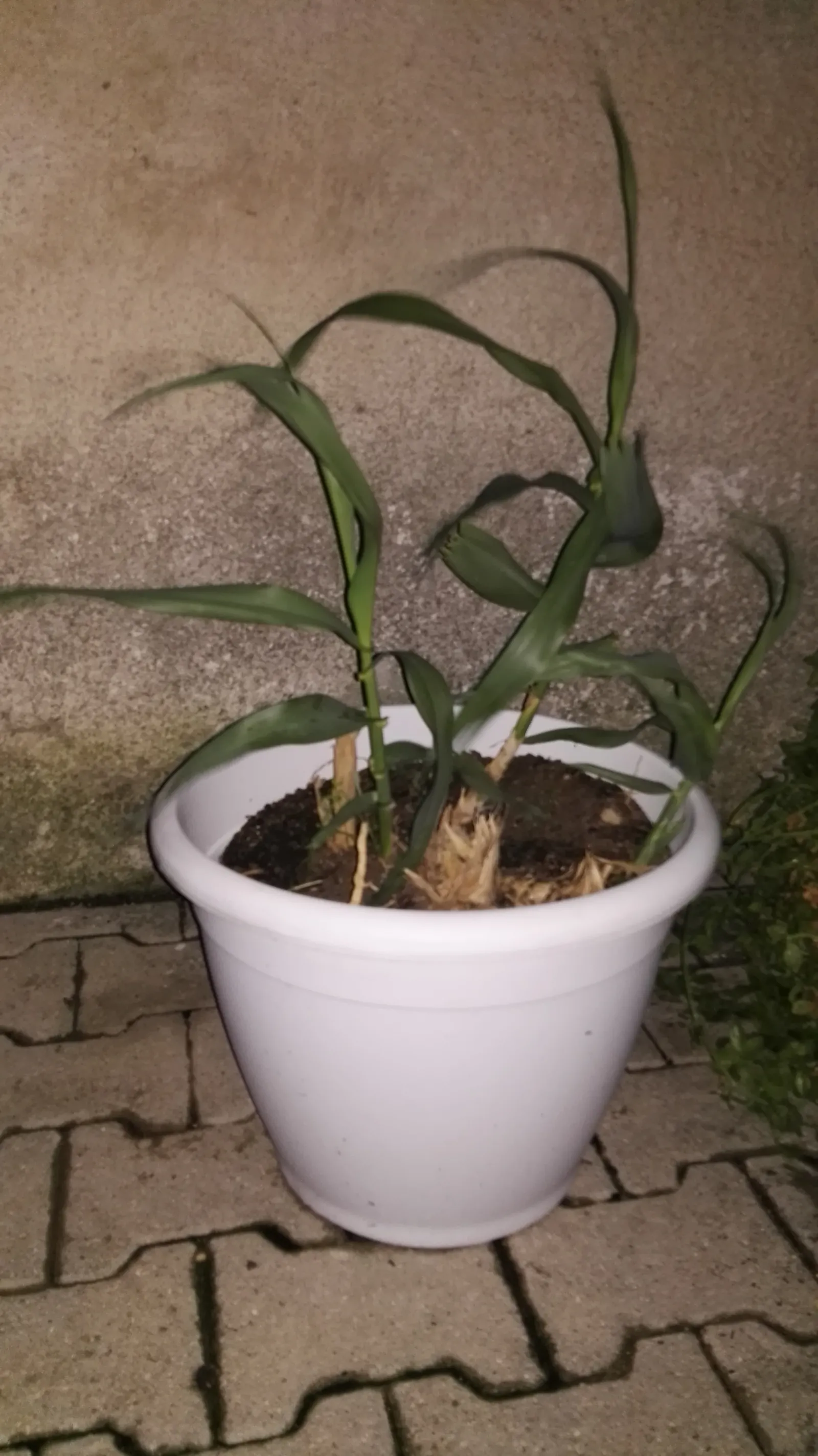 Giant Reed, Arundo Reed (Arundo Donax) — Arundo donax, commonly called Giant Reed, is a fast-growing perennial reaching up to 20 feet in height; this reed