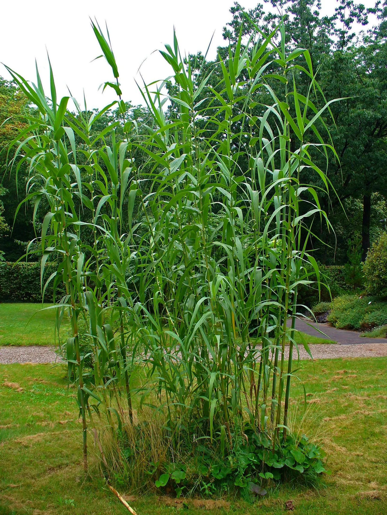 Giant Reed, Arundo Reed (Arundo Donax) — Known for its tall stature, this species can soar impressively to heights between 20 to 30 feet; lanceolate leaves up