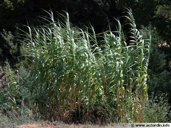 Giant Reed, Arundo Reed (Arundo Donax) — white flowers in the garden; known for its tall stature, this species can soar impressively to heights between 20 to