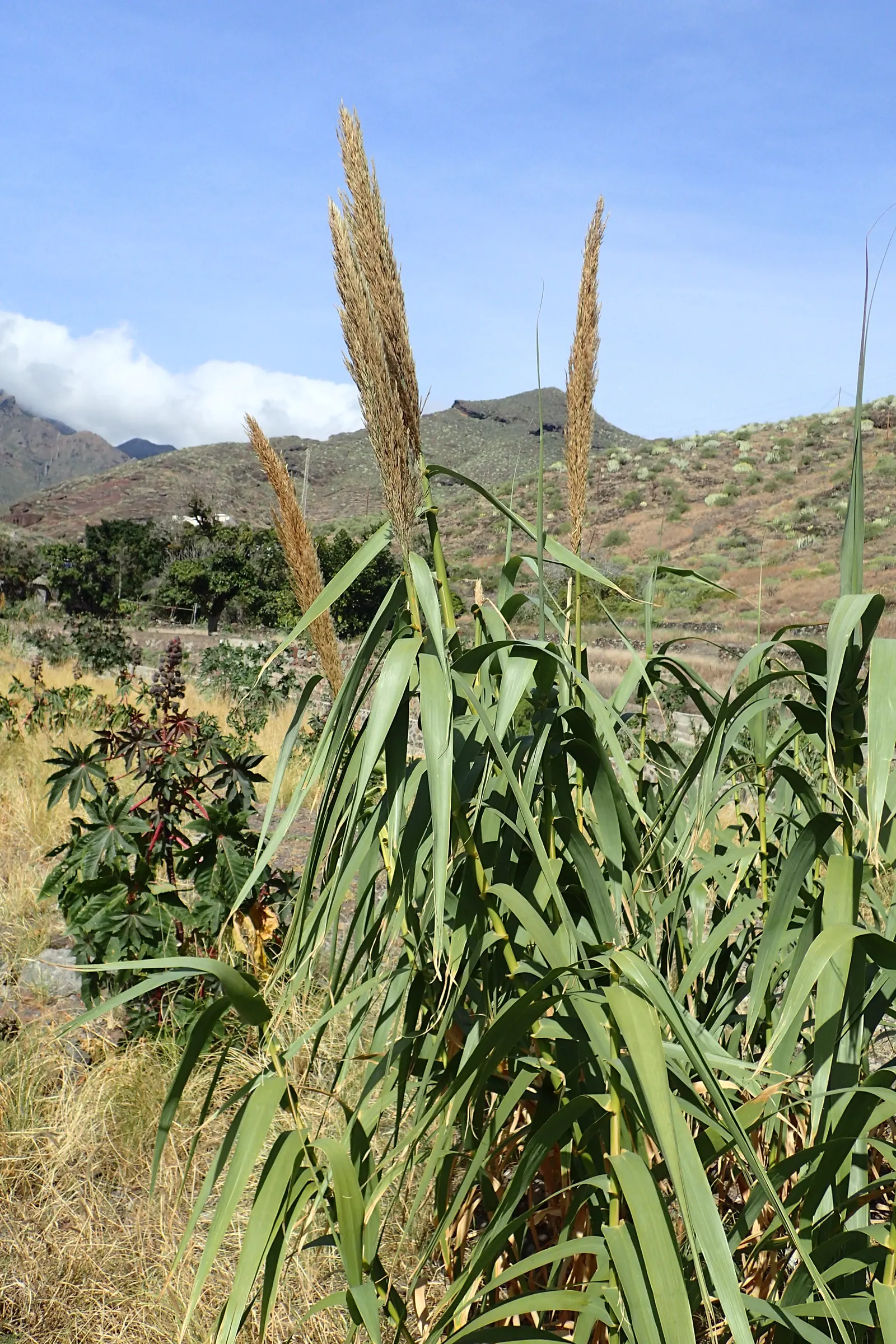 Giant Reed, Arundo Reed (Arundo Donax) — well-drained loams but maintains a hardy disposition; it forms dense stands with cane-like stems of 0.75, image 65