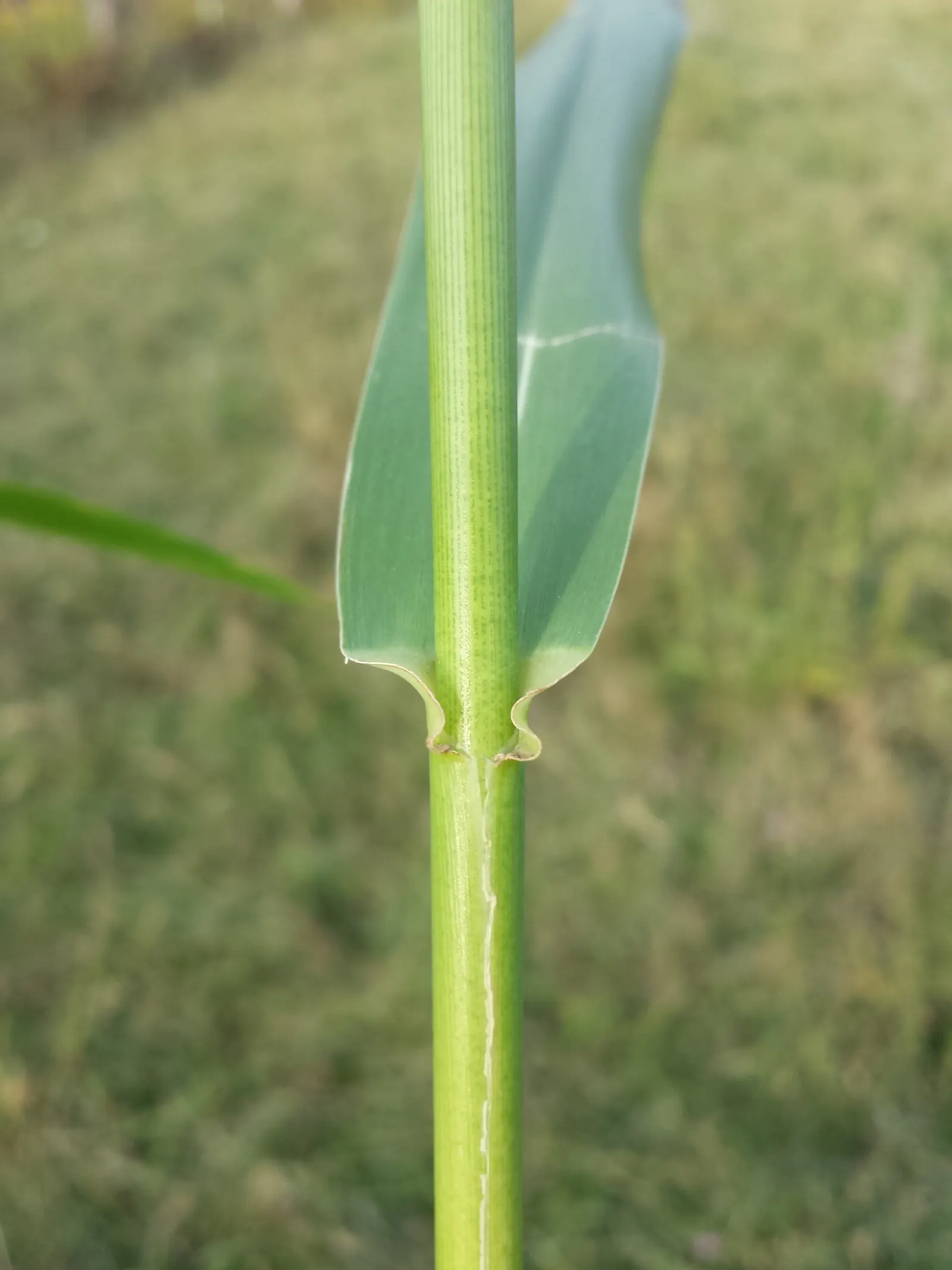 Giant Reed, Arundo Reed (Arundo Donax) — often used for screening and erosion control; the Giant Reed, or Arundo donax, is a robust, perennial, image 55