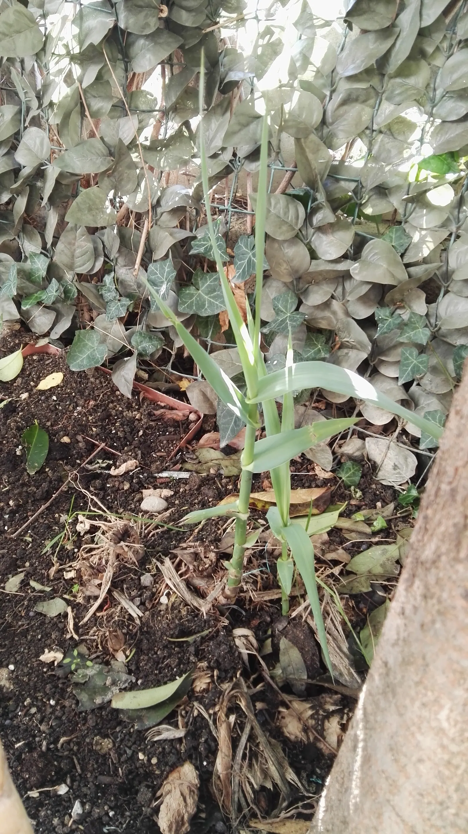 Giant Reed, Arundo Reed (Arundo Donax) — often used for screening and erosion control