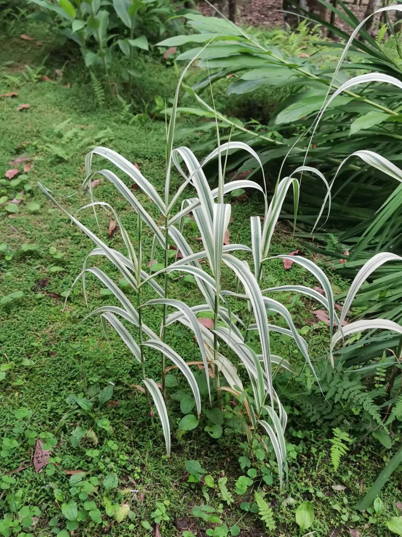 Giant Reed, Arundo Reed (Arundo Donax) — white flowers in the garden