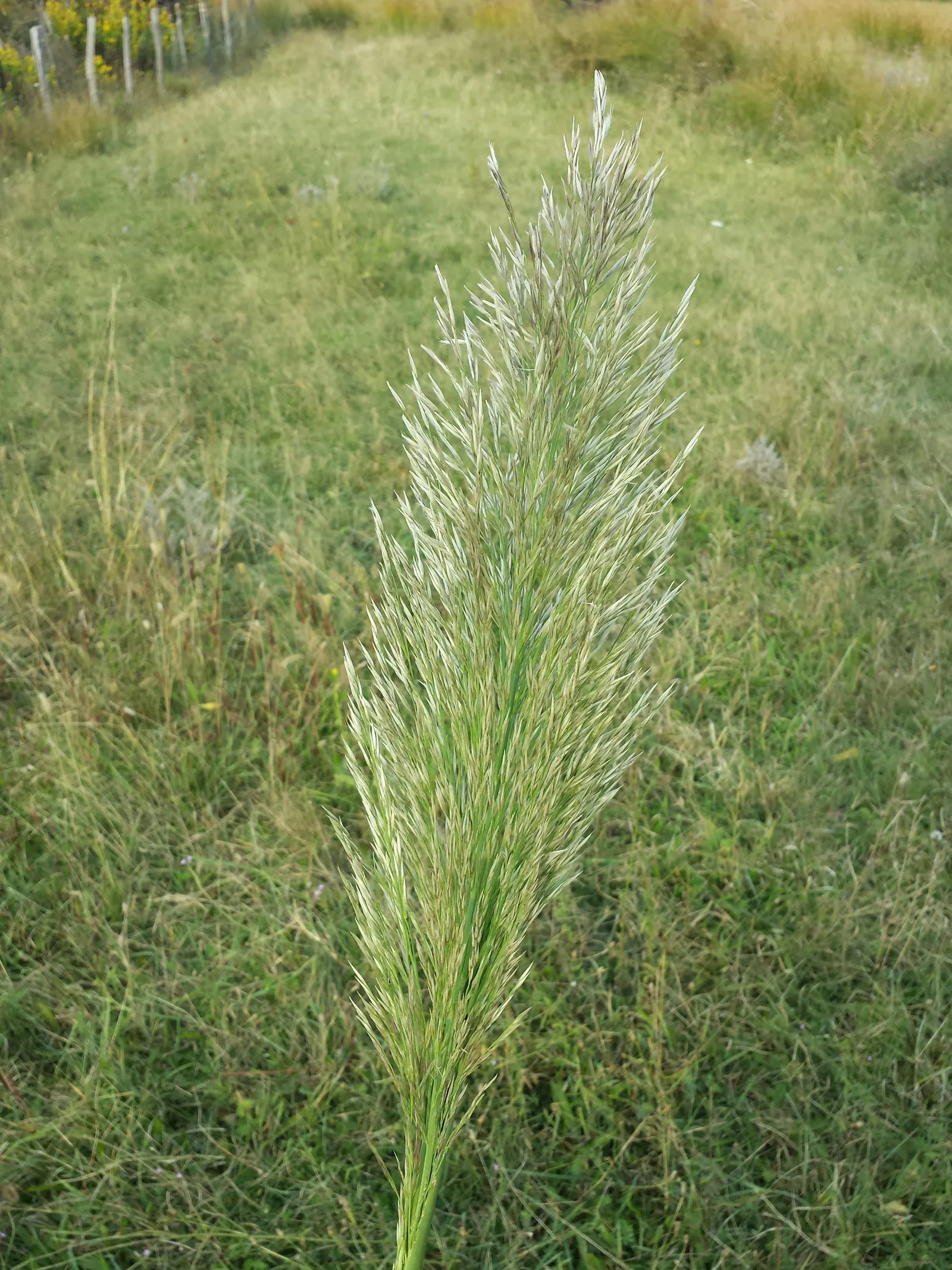 Giant Reed, Arundo Reed (Arundo Donax) — often used for screening and erosion control; the Giant Reed, or Arundo donax, is a robust, perennial grass that