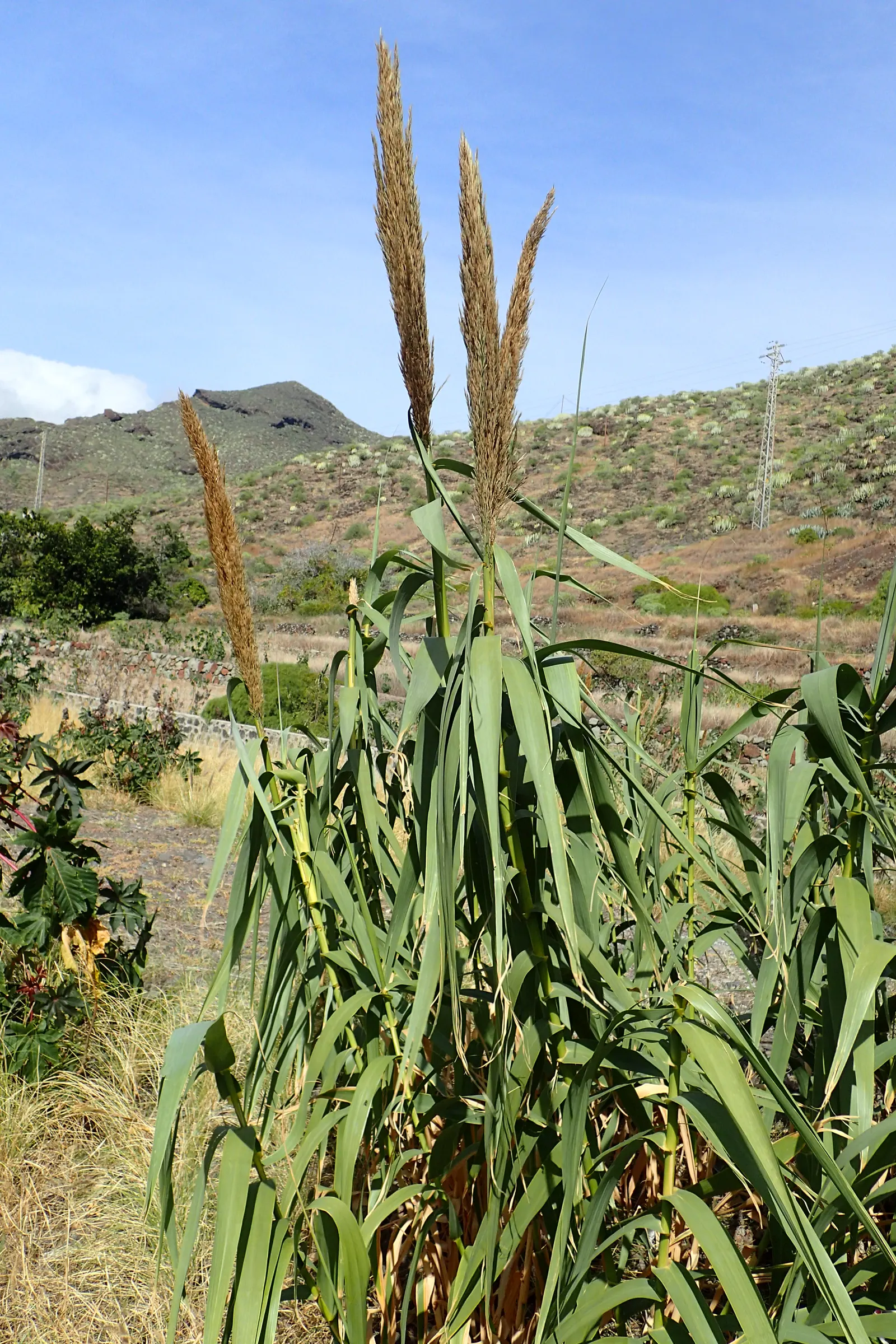 Giant Reed, Arundo Reed (Arundo Donax) — silver-green plumes develop; note its invasive potential and consider responsible management practices