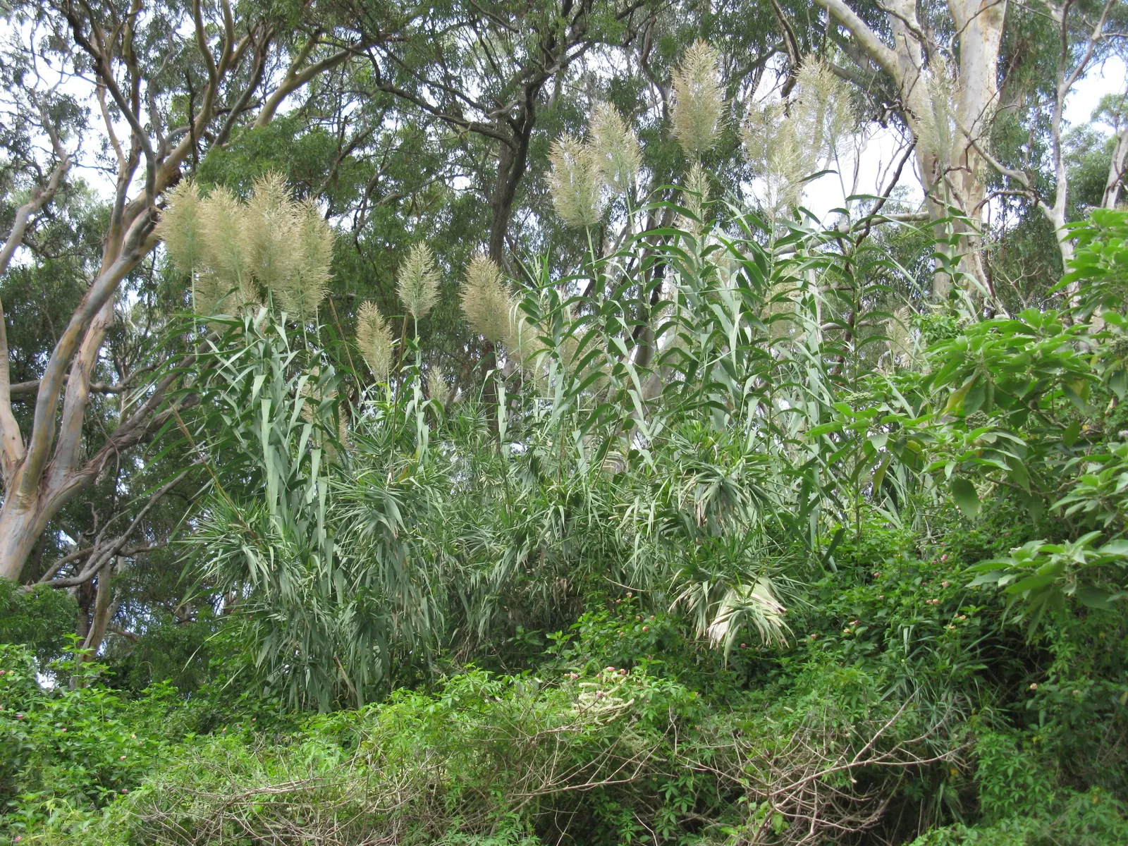 Giant Reed, Arundo Reed (Arundo Donax) — It's characterized by deep green; lanceolate leaves that can grow up to 2 feet long and about 2 to 3 inches wide