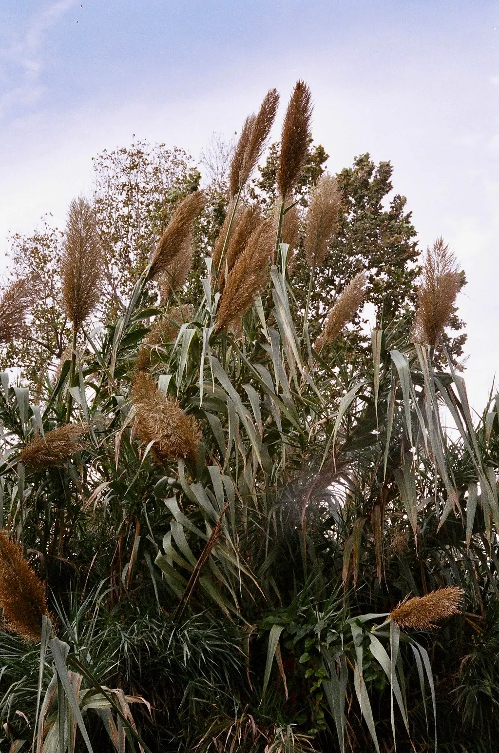Giant Reed, Arundo Reed (Arundo Donax) — Arundo donax, commonly called Giant Reed, is a fast-growing perennial reaching up to 20 feet in height